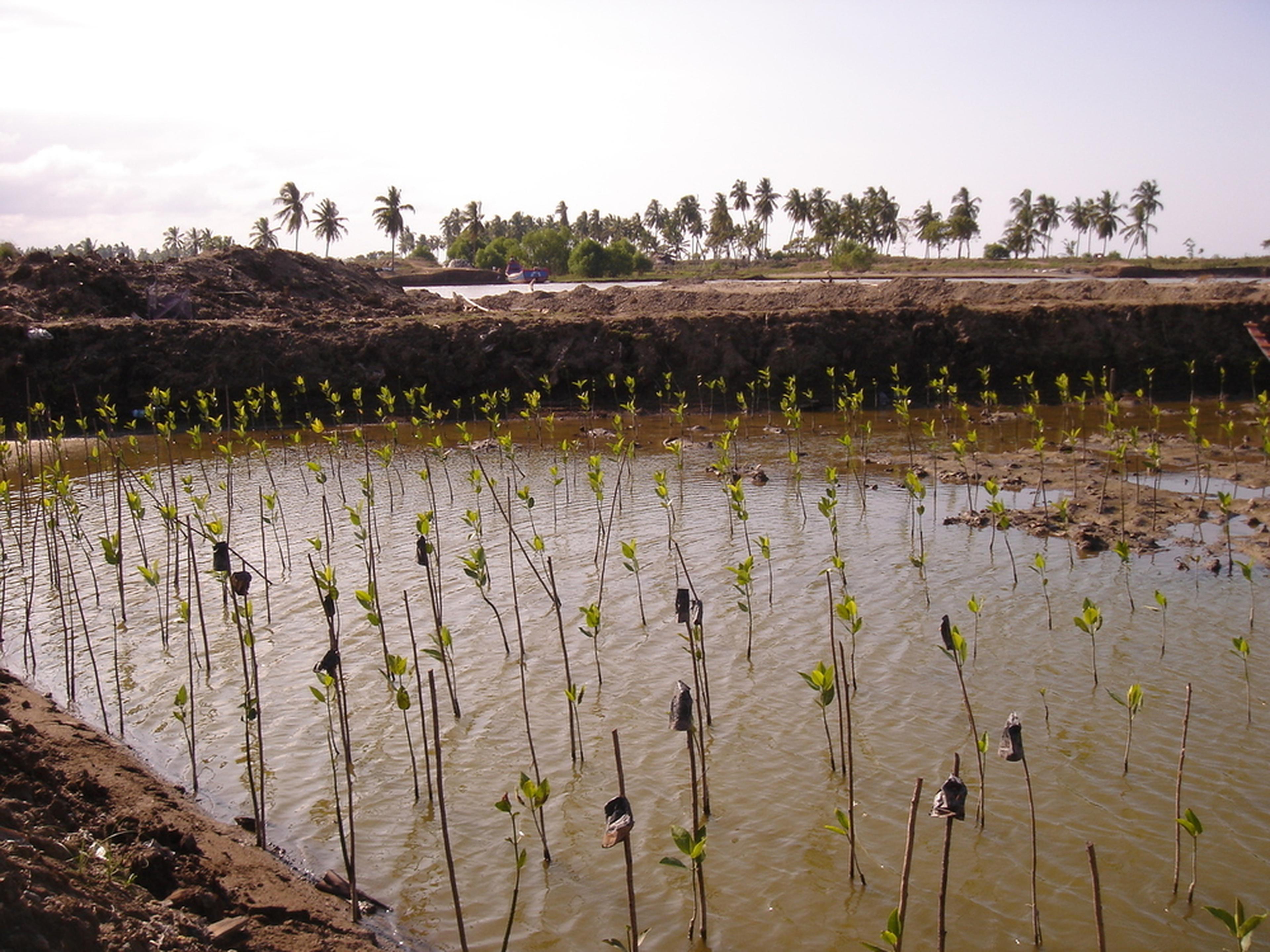 Jonge mangroveboom naast de milieuvriendelijke garnalenkwekerij in Indonesië