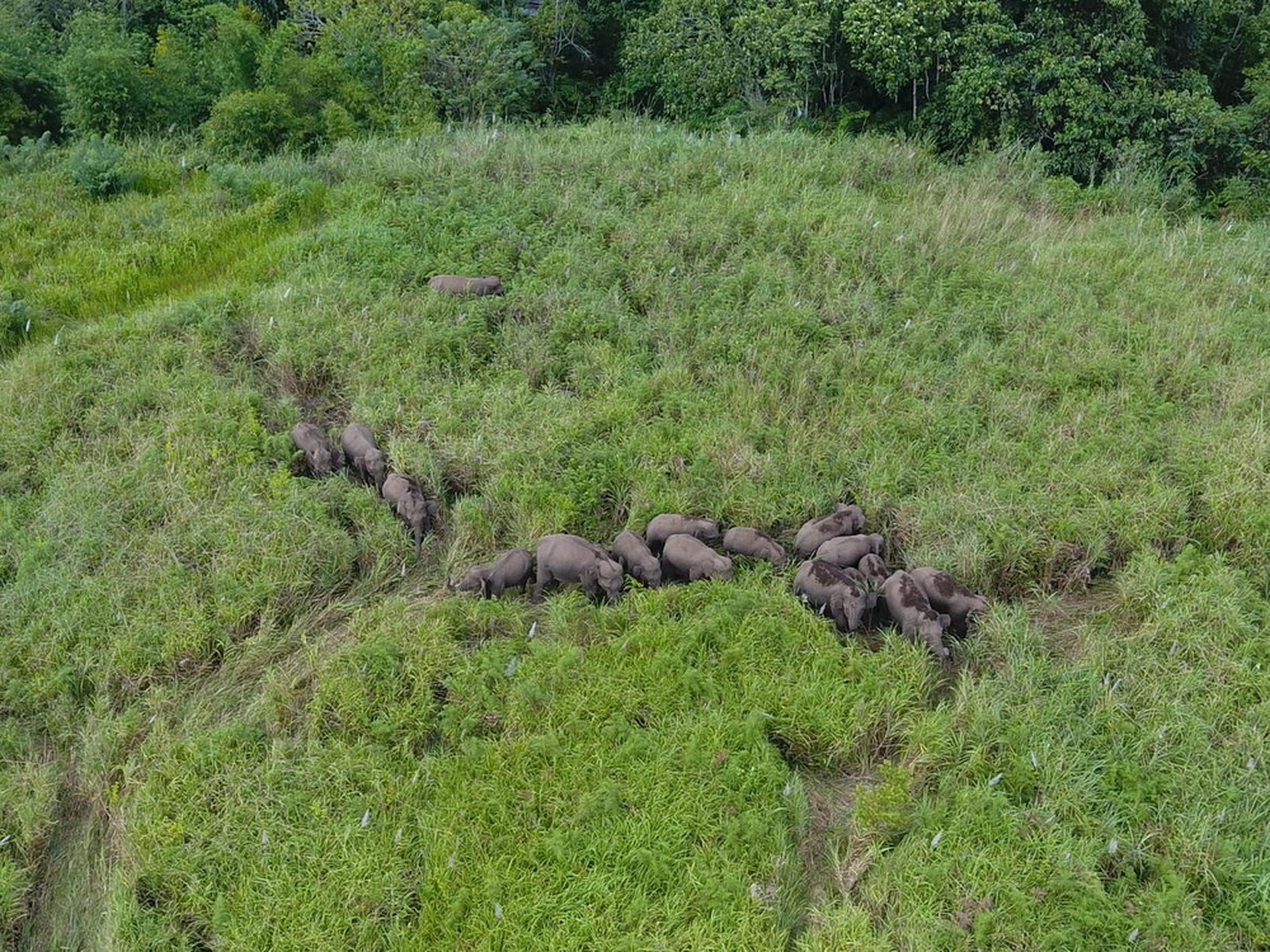 Bovenaanzicht olifanten in hoog gras