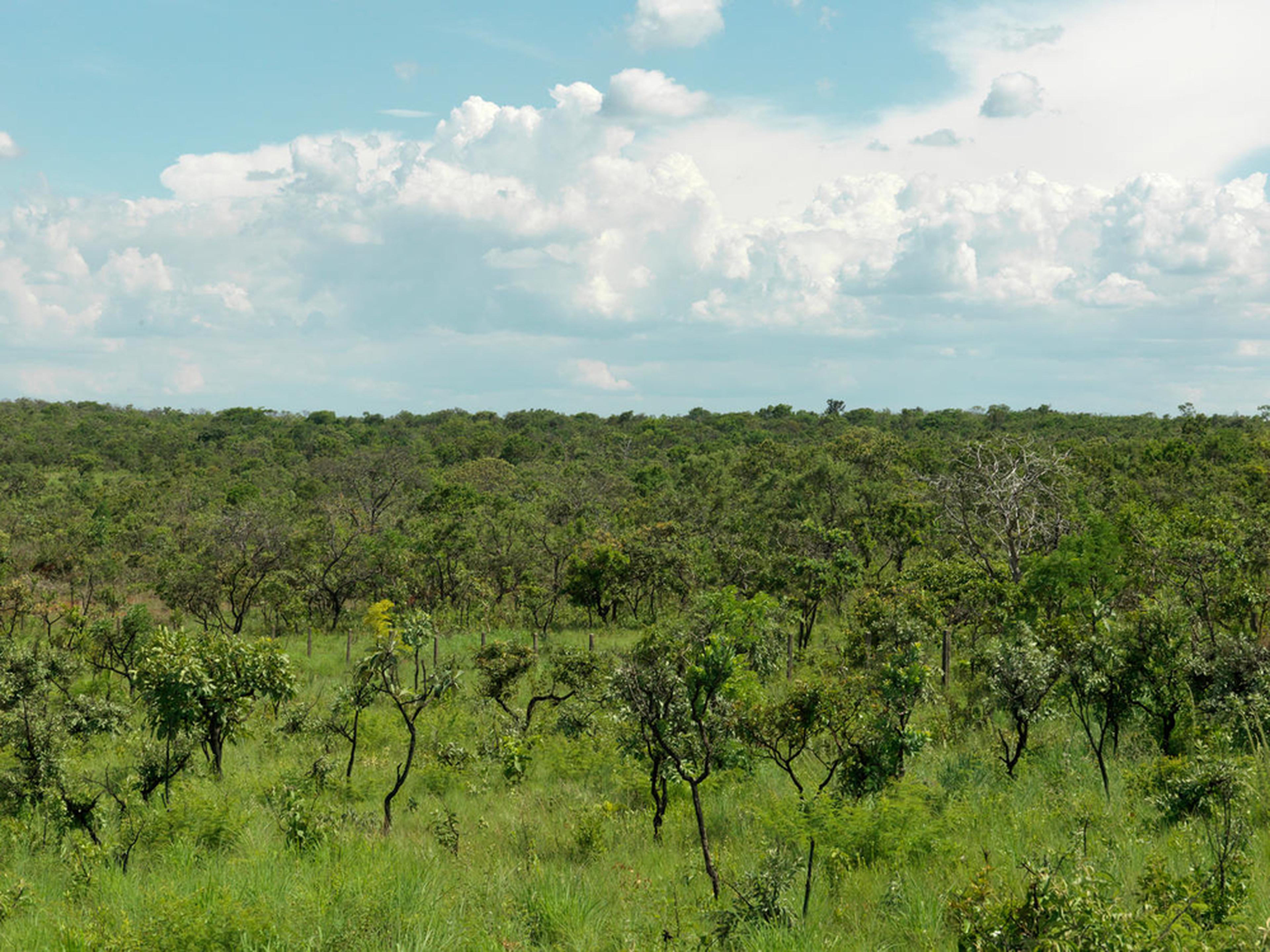 Natural Cerrado vegetation.