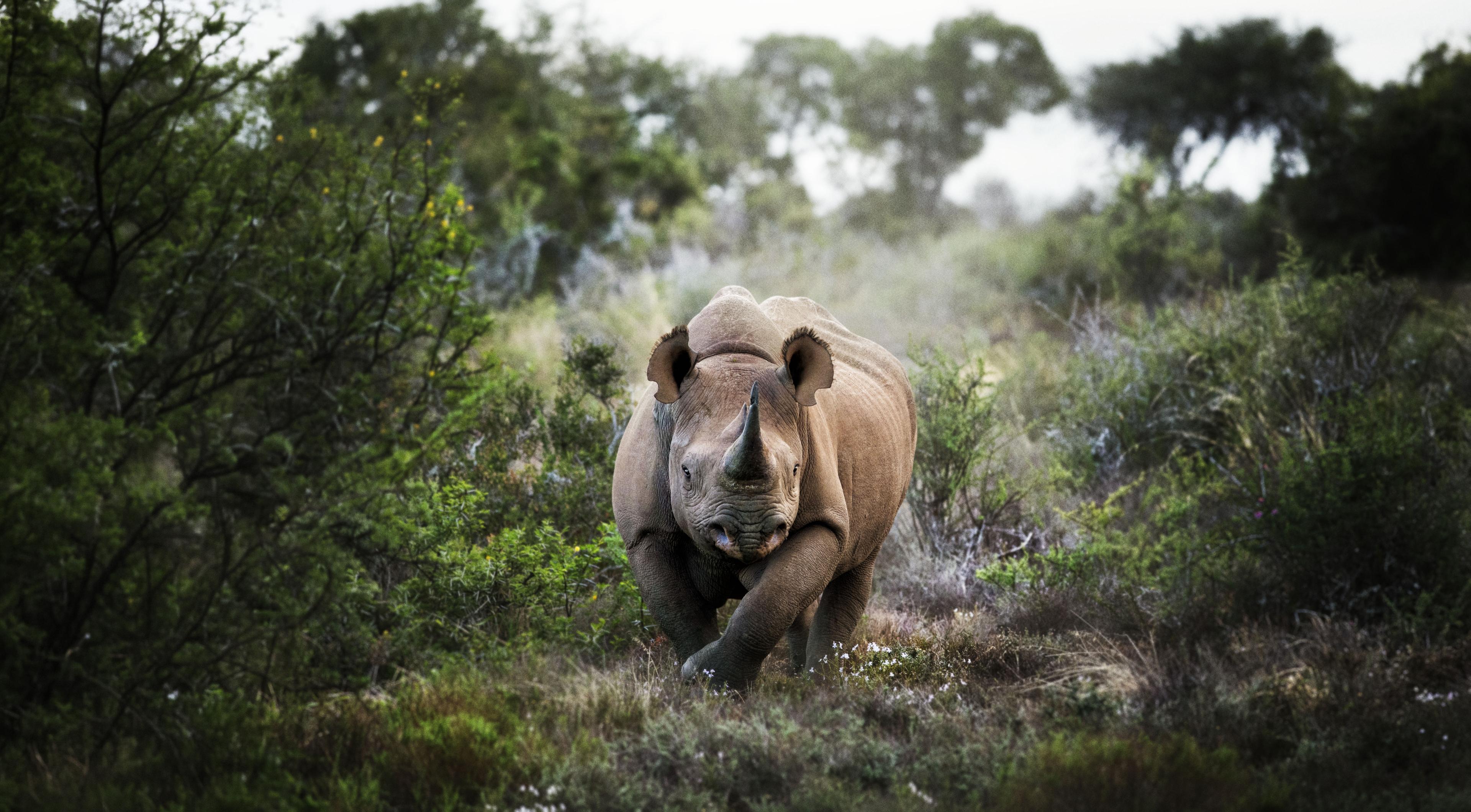 Neushoorn vooraanzicht