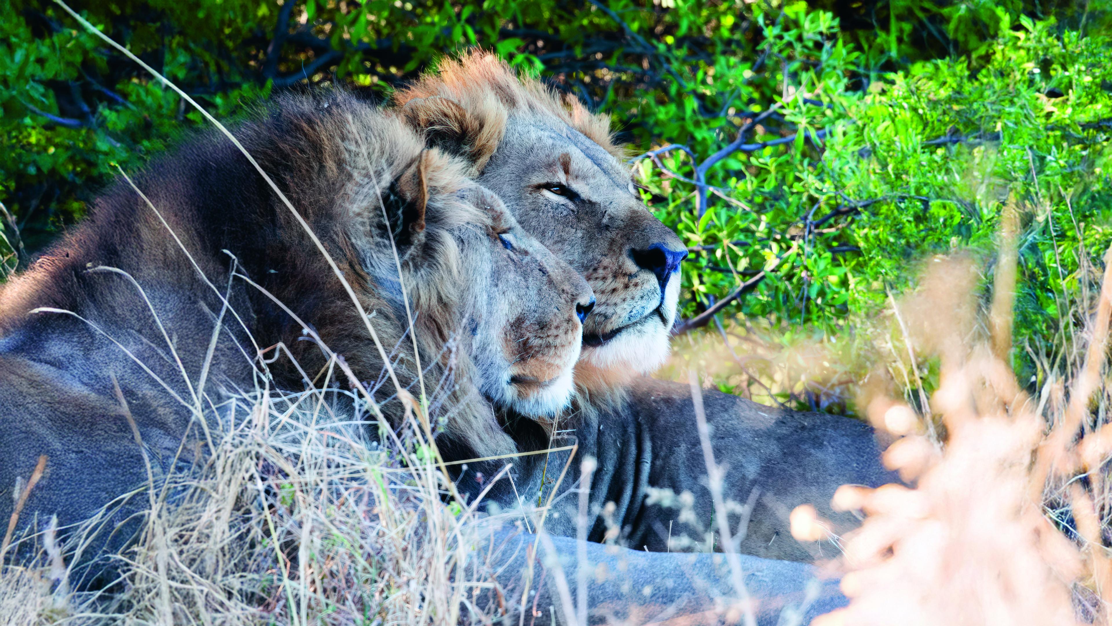 Leeuwenmoed in Namibië
