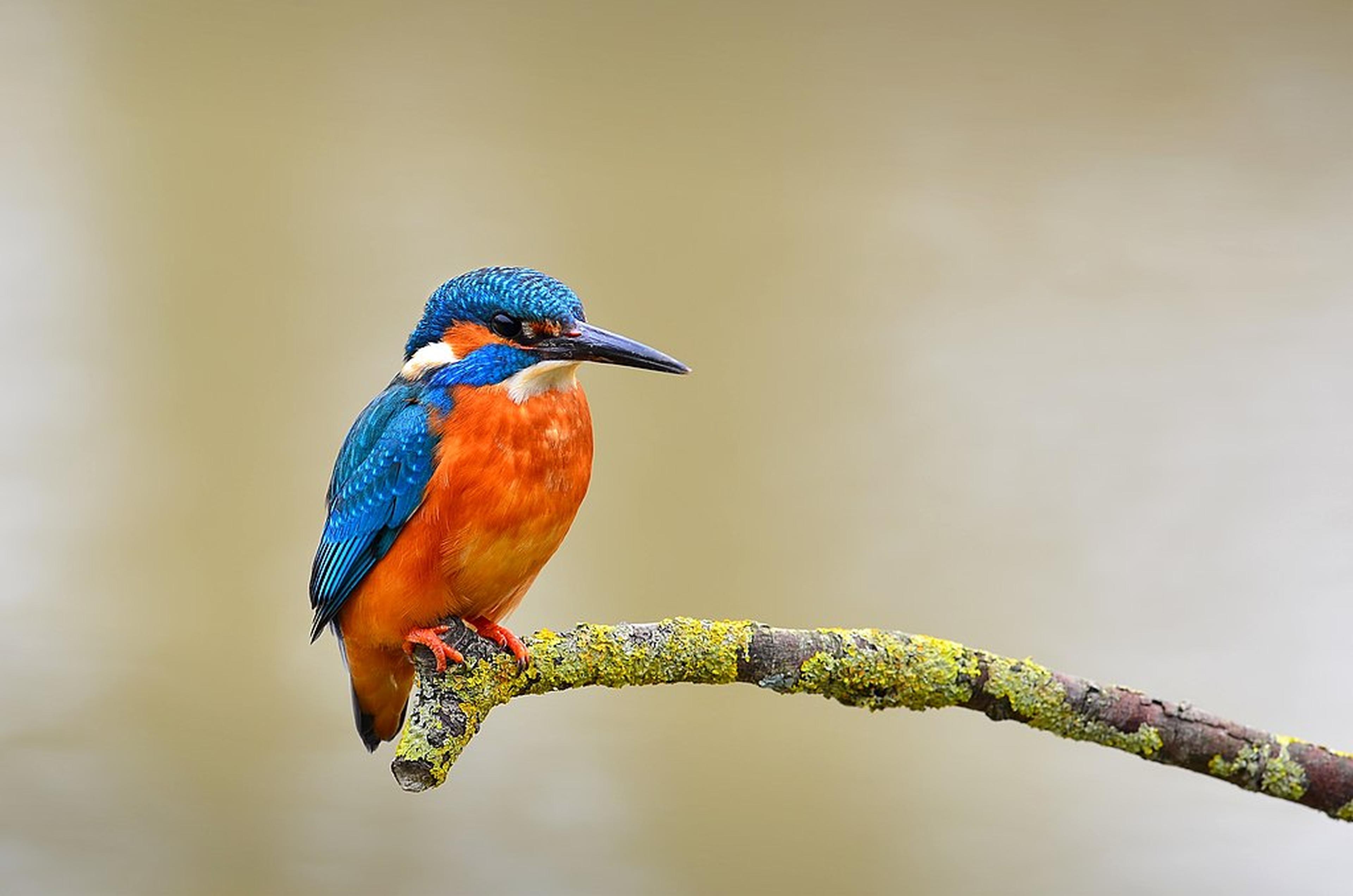 IJsvogel op een tak