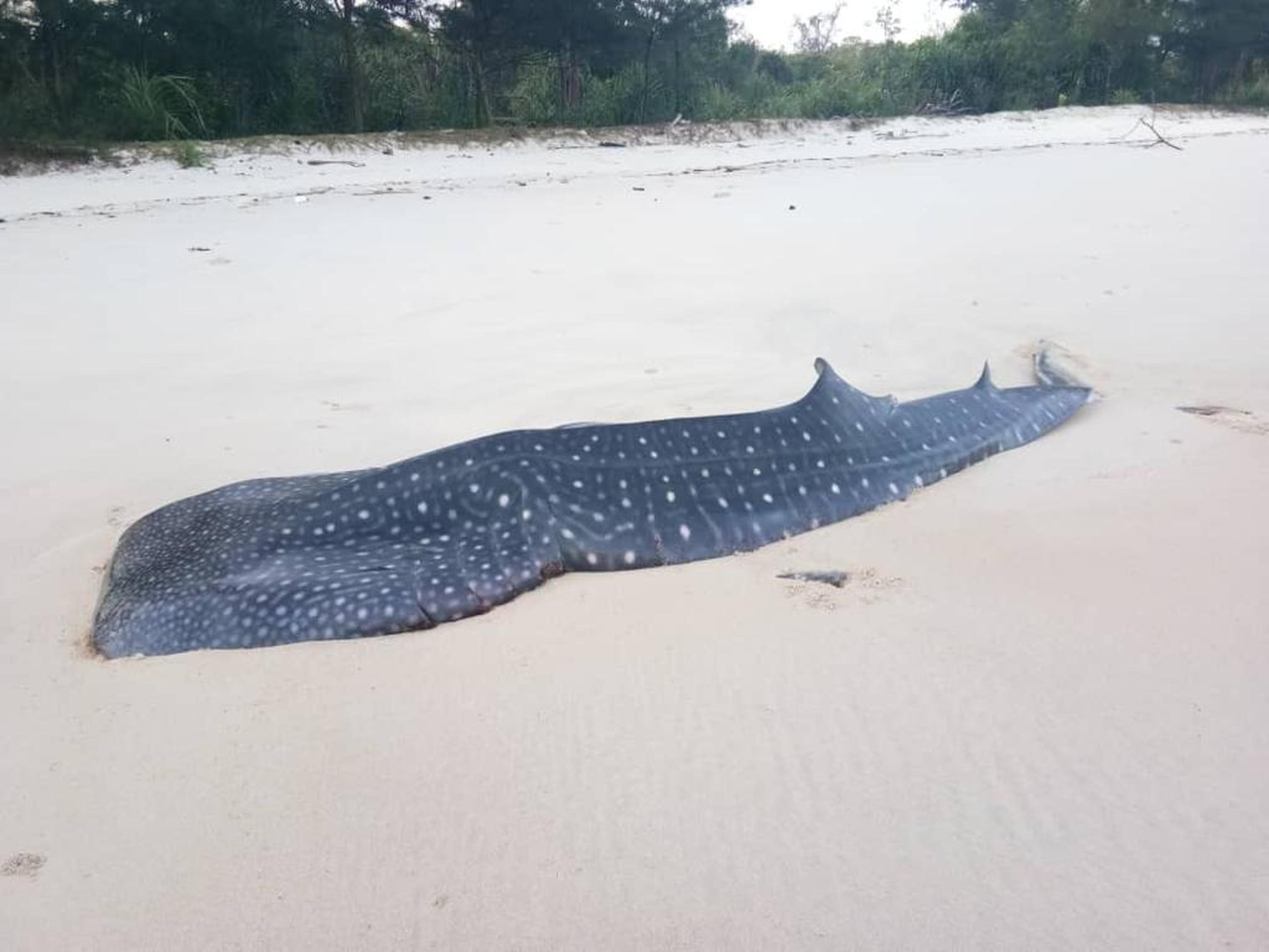 Dode walvishaai ligt op het strand