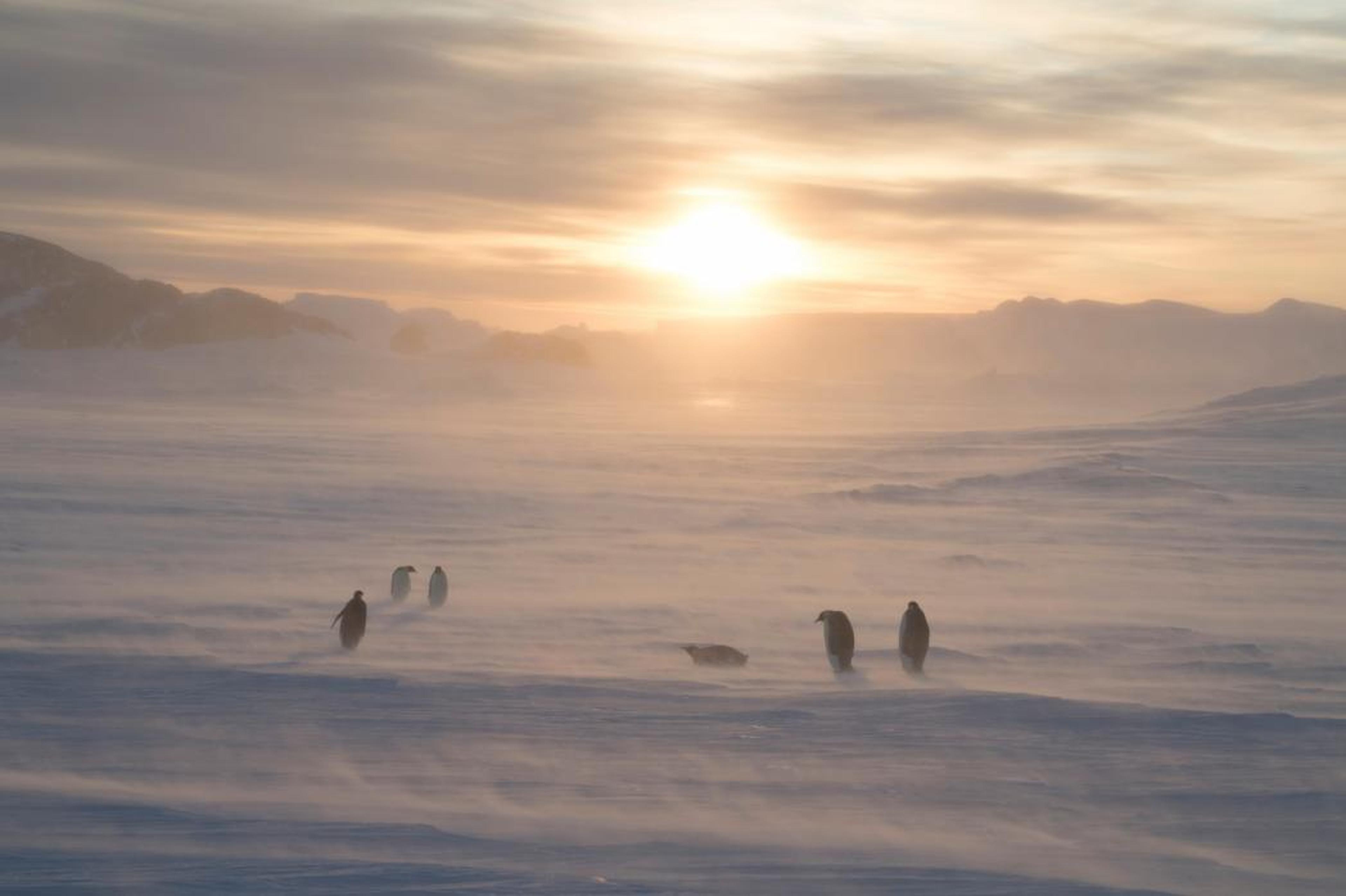 Pinguins in Antartica