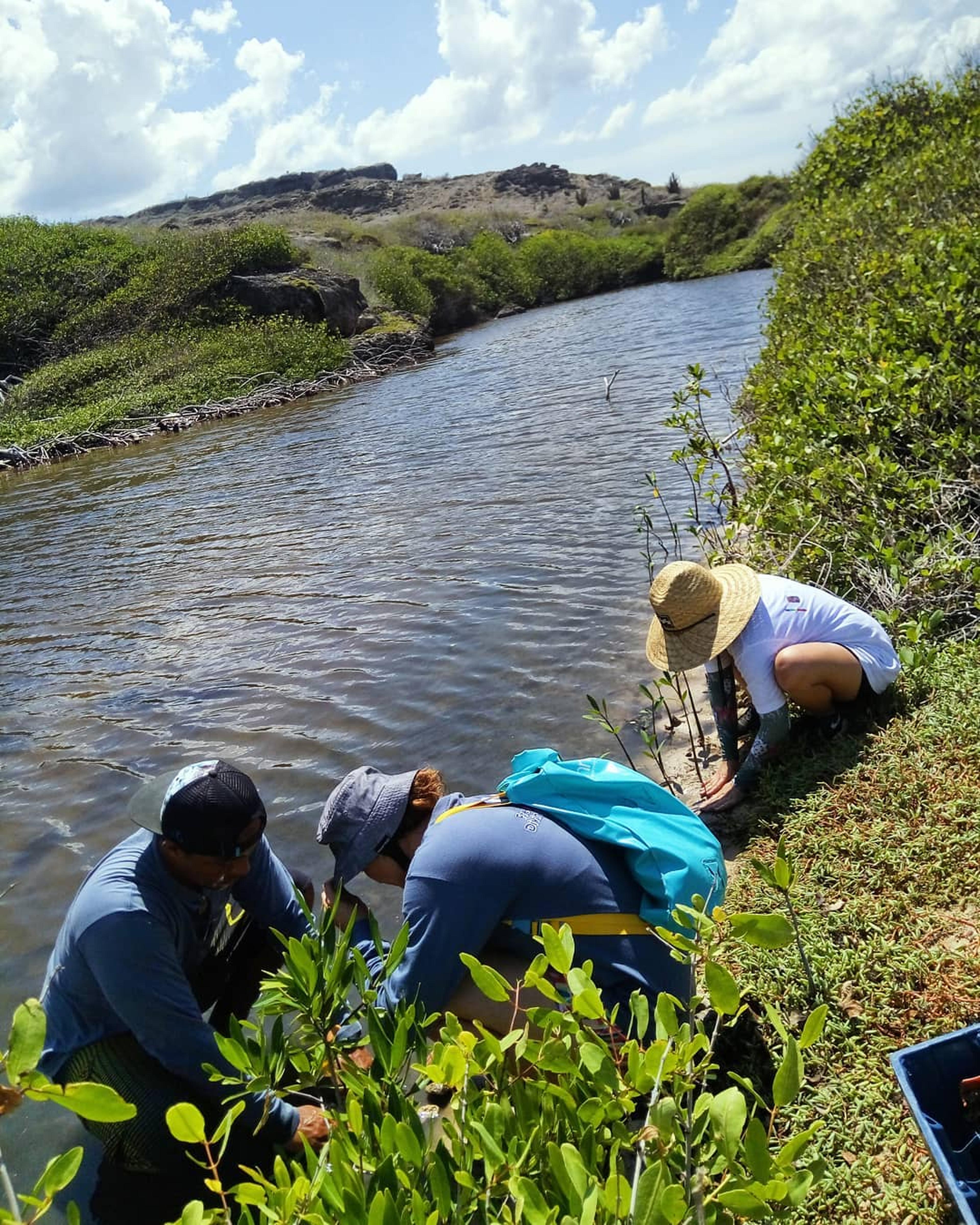 Aan de slag met mangroves op Curacao