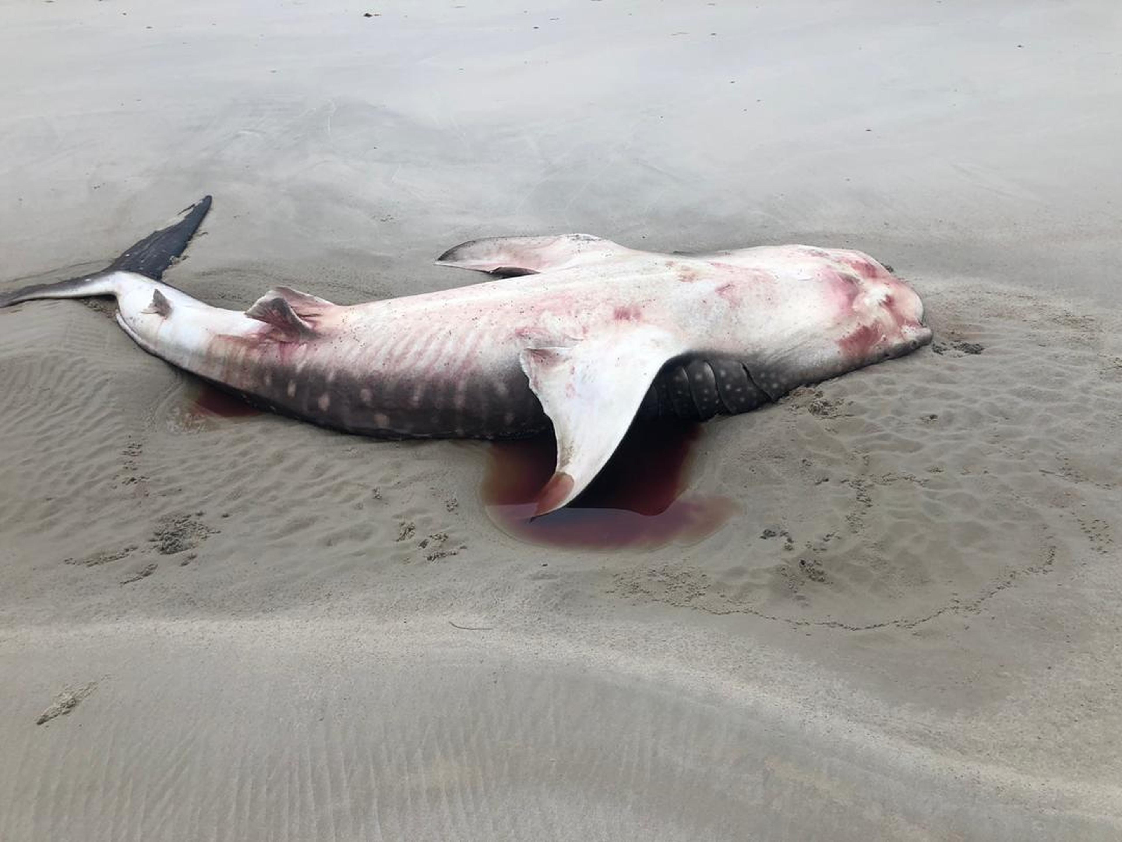 Dode walvishaai ligt op het strand