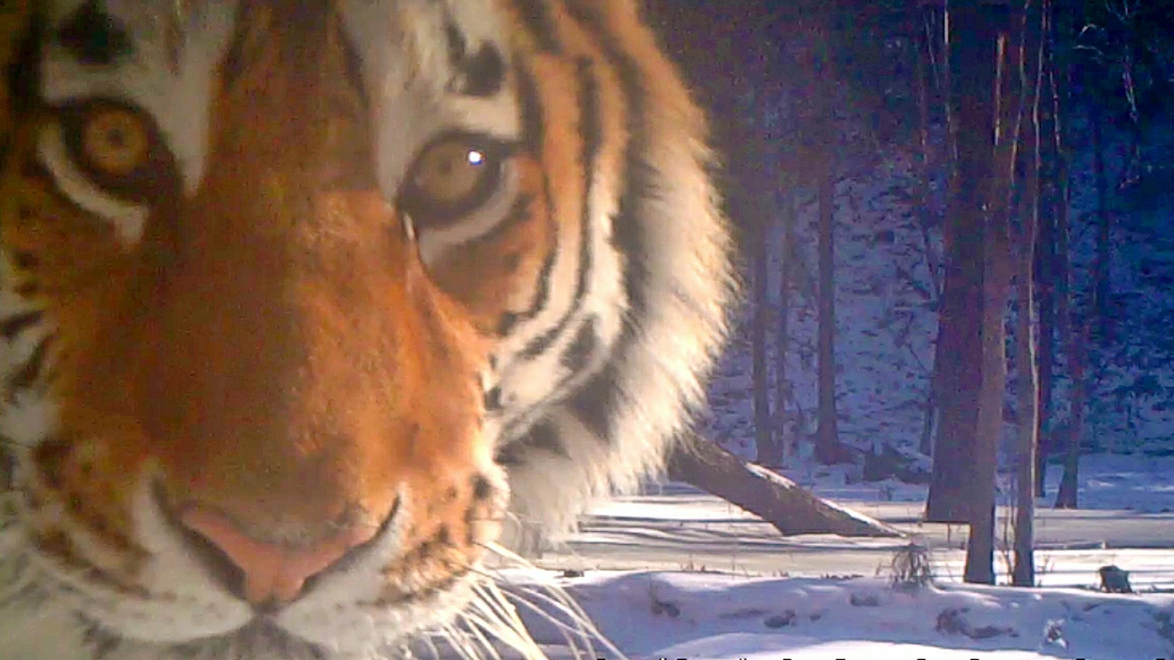 Eenzame amoertijger kijkt in lens cameraval, China