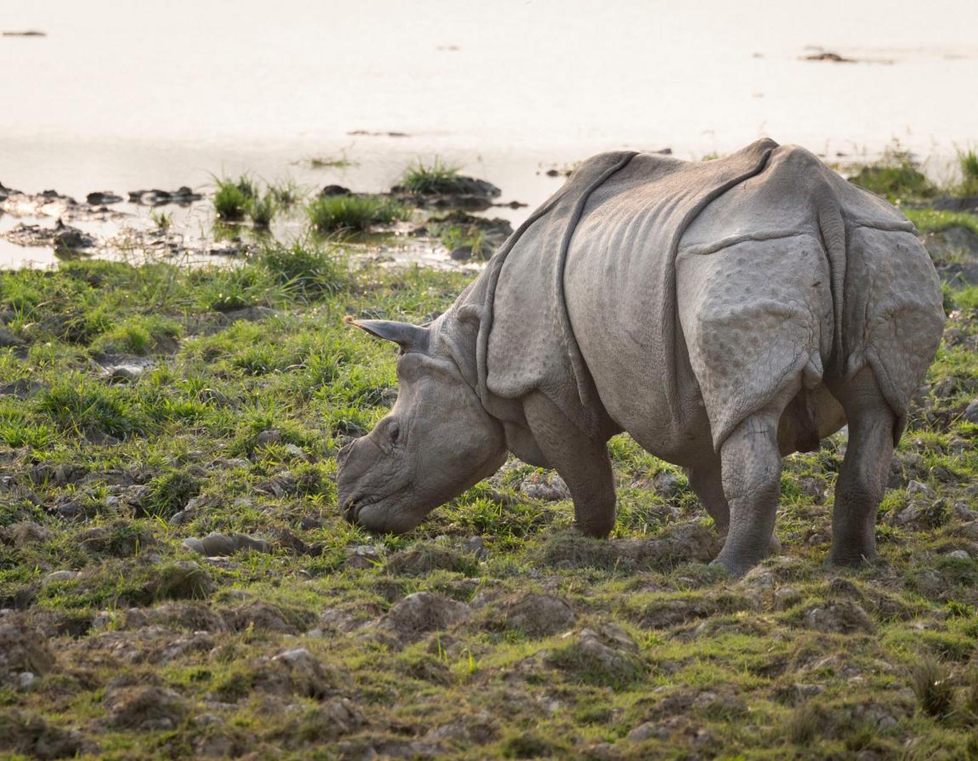 Neushoorn die gras eet bij een rivier