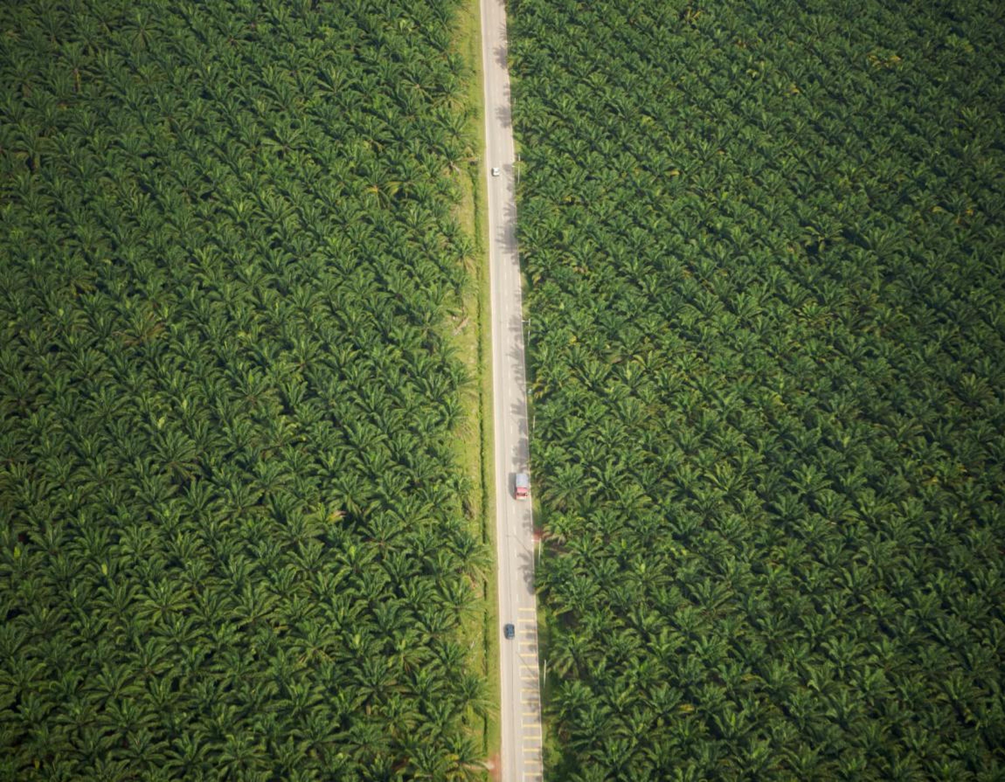 vrachtwagen rijd over weg tussen palmolie palmen