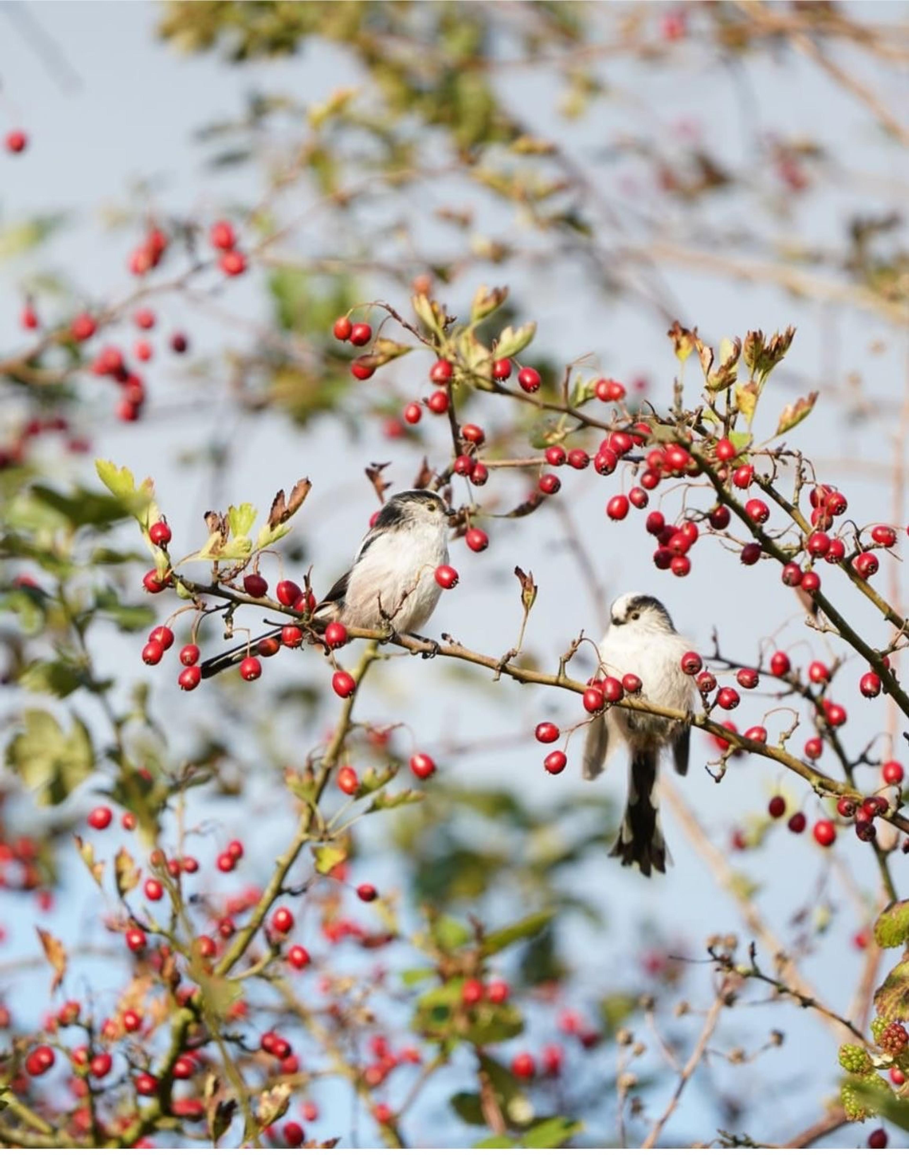 Bloesem met vogels