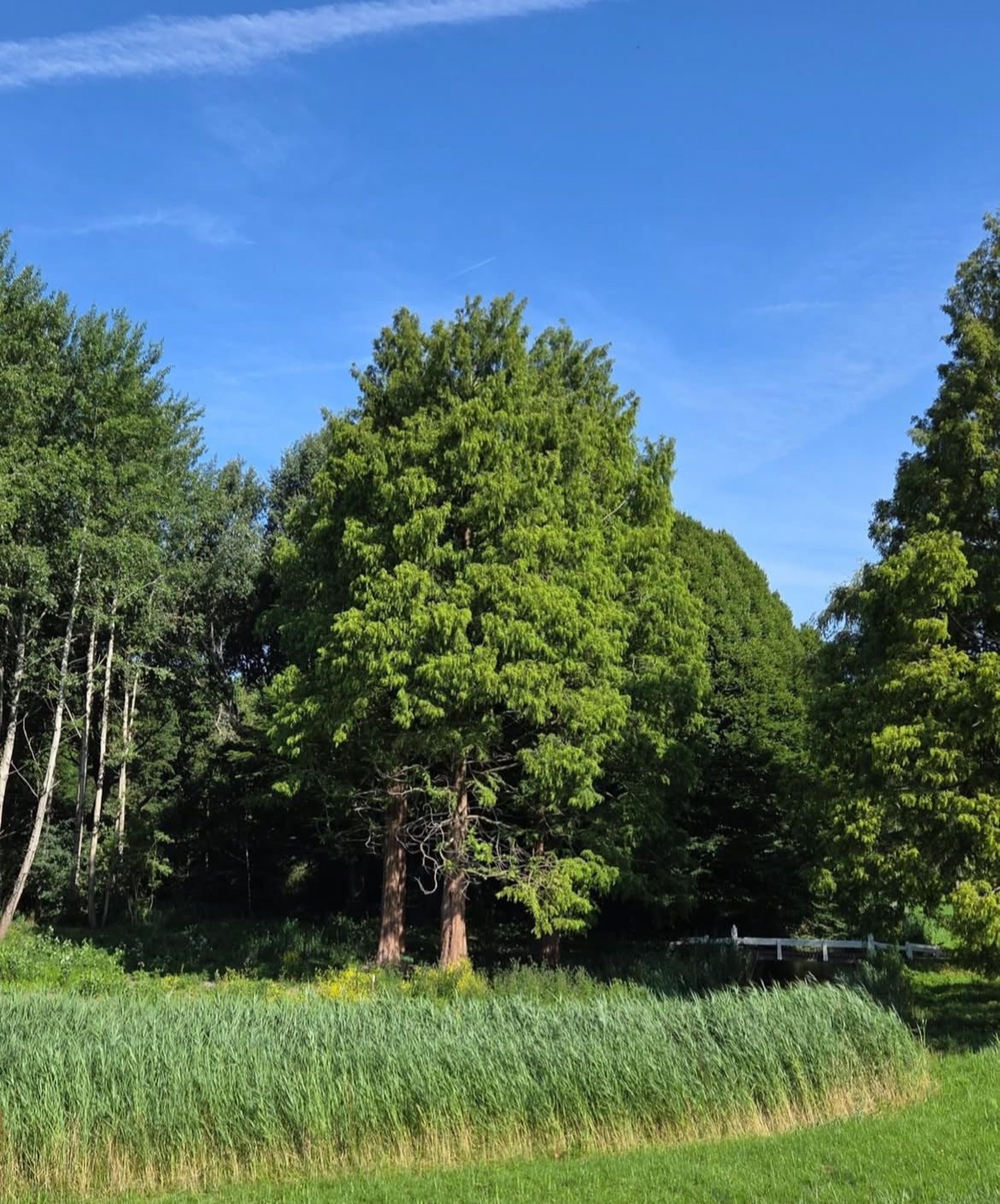 Amsterdamse bos
