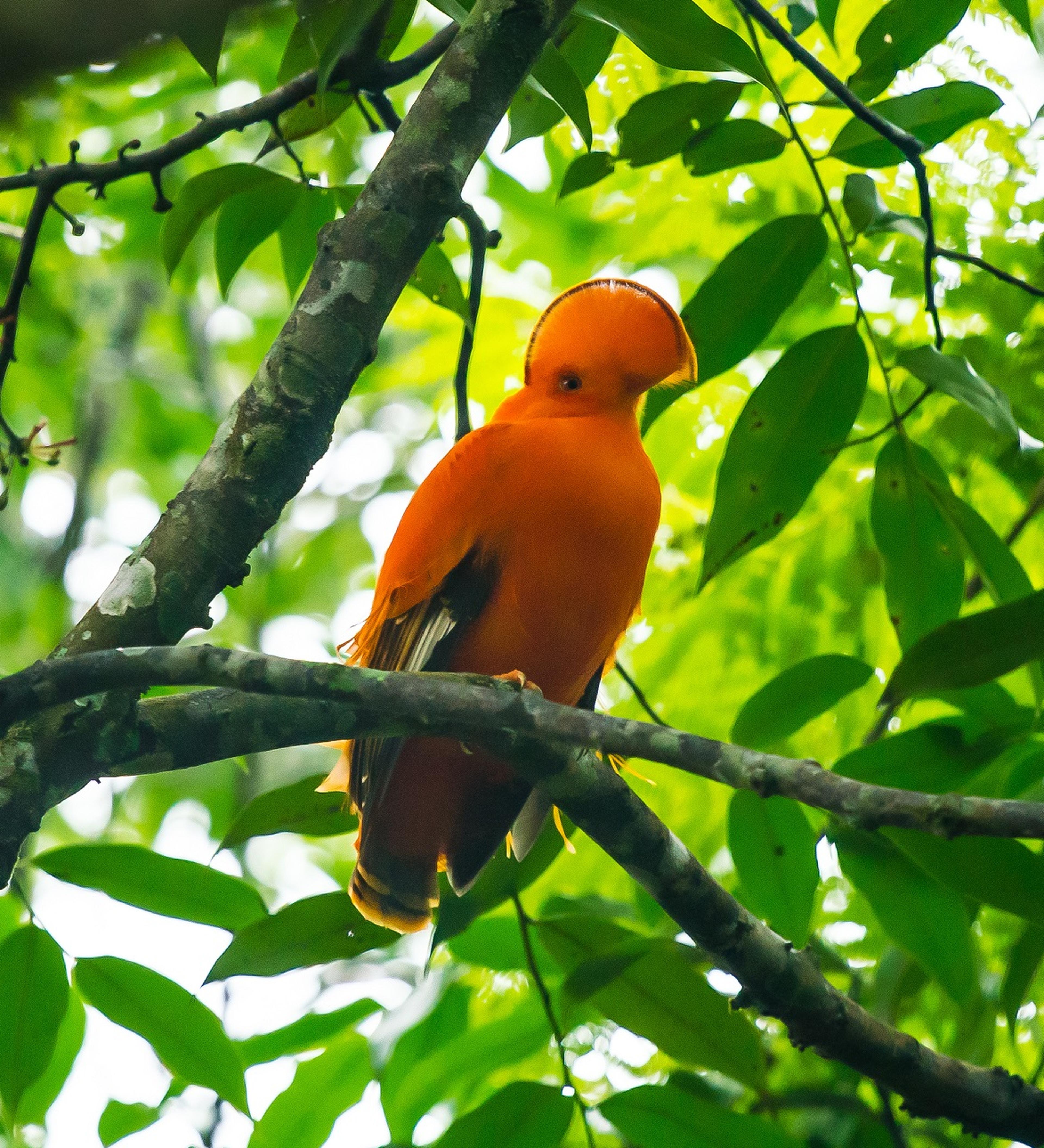 Rotshaan, vogel op tak, Colombia