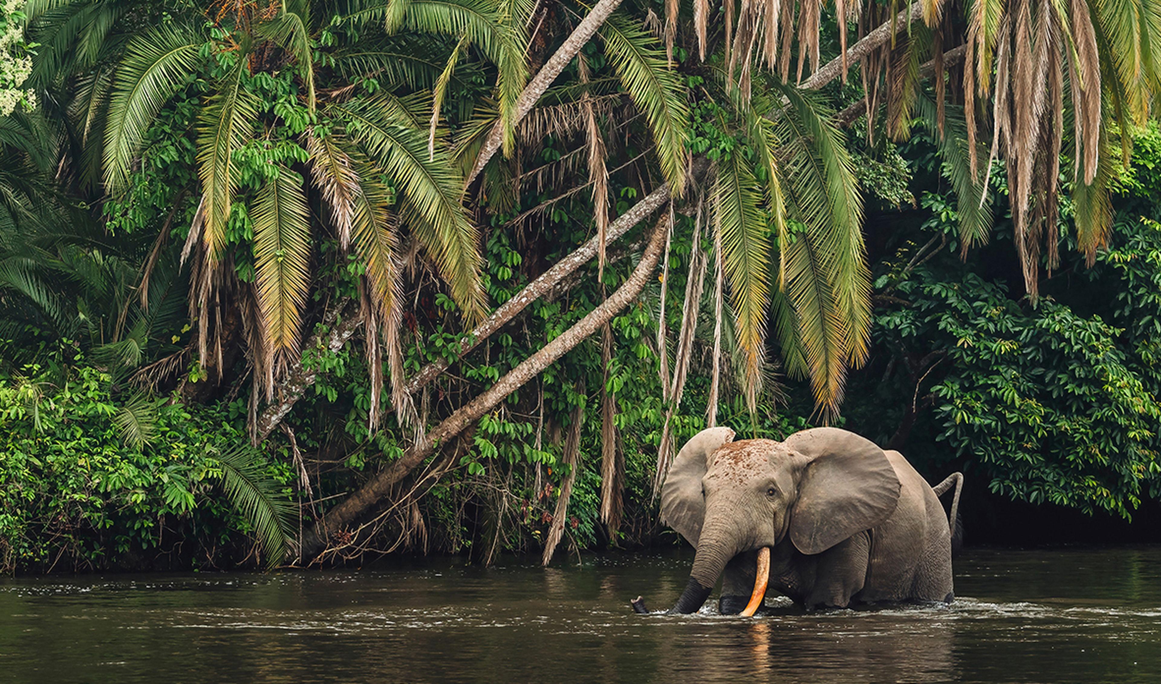 Bosolifant