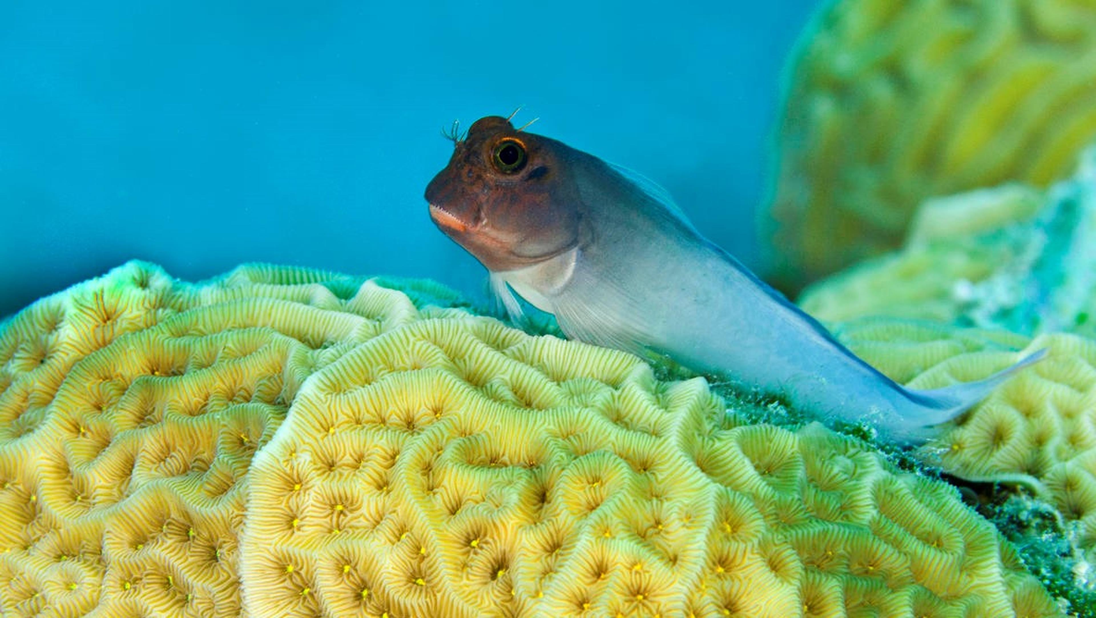 blenny op koraal