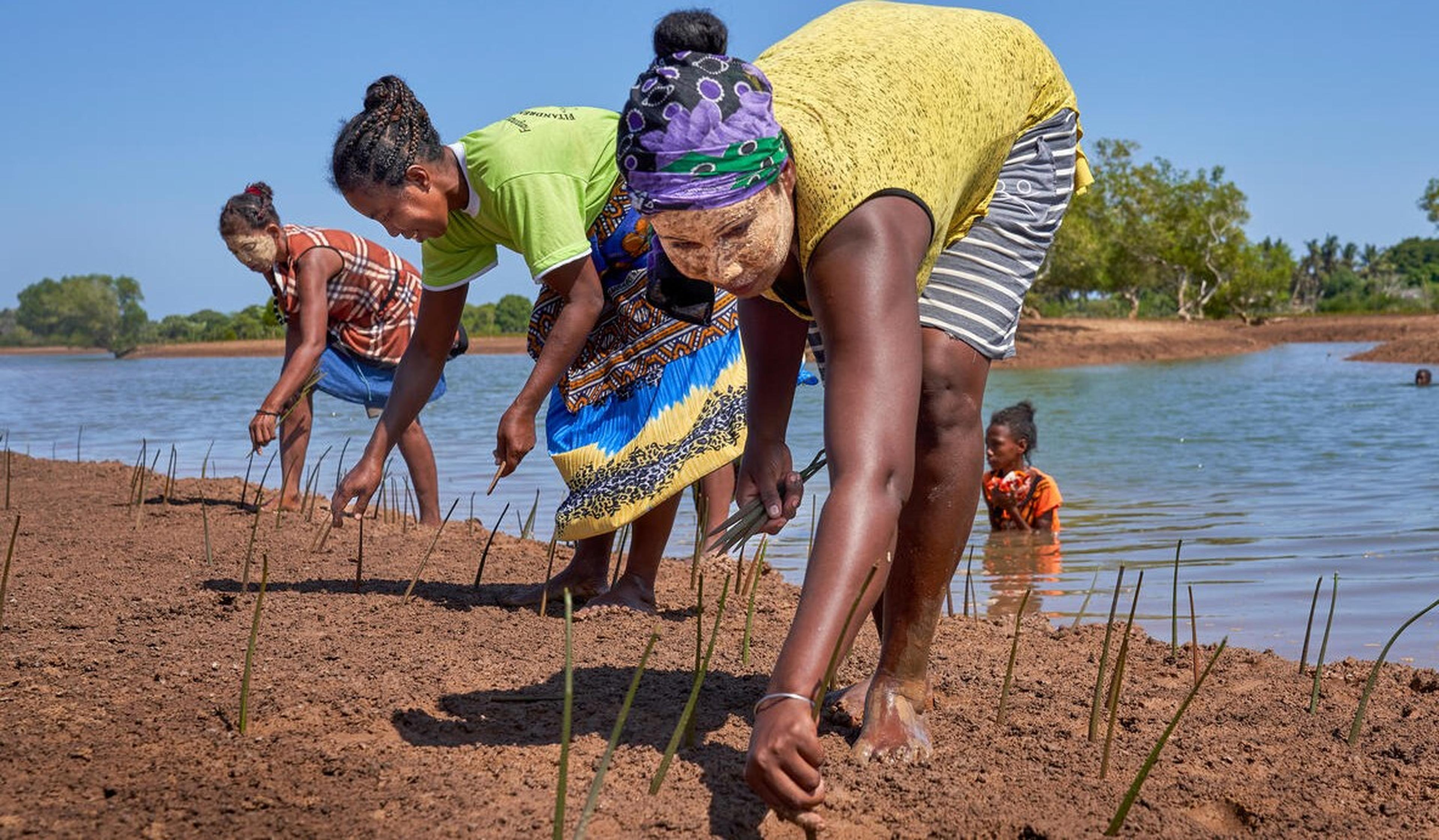 vrouwen planten mangroven