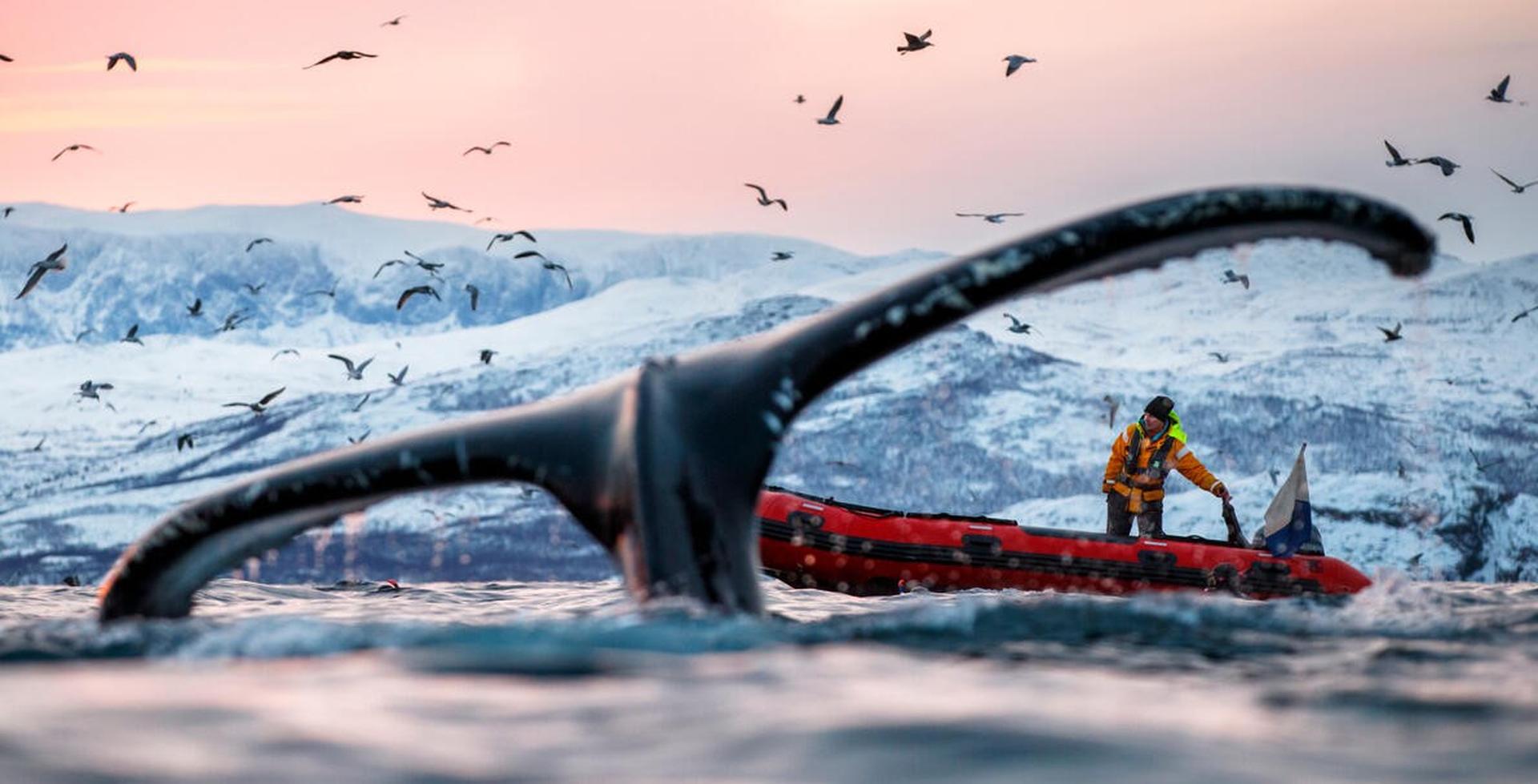 Walvisstaart boven het water en een bootje met onderzoeker op de achtergrond