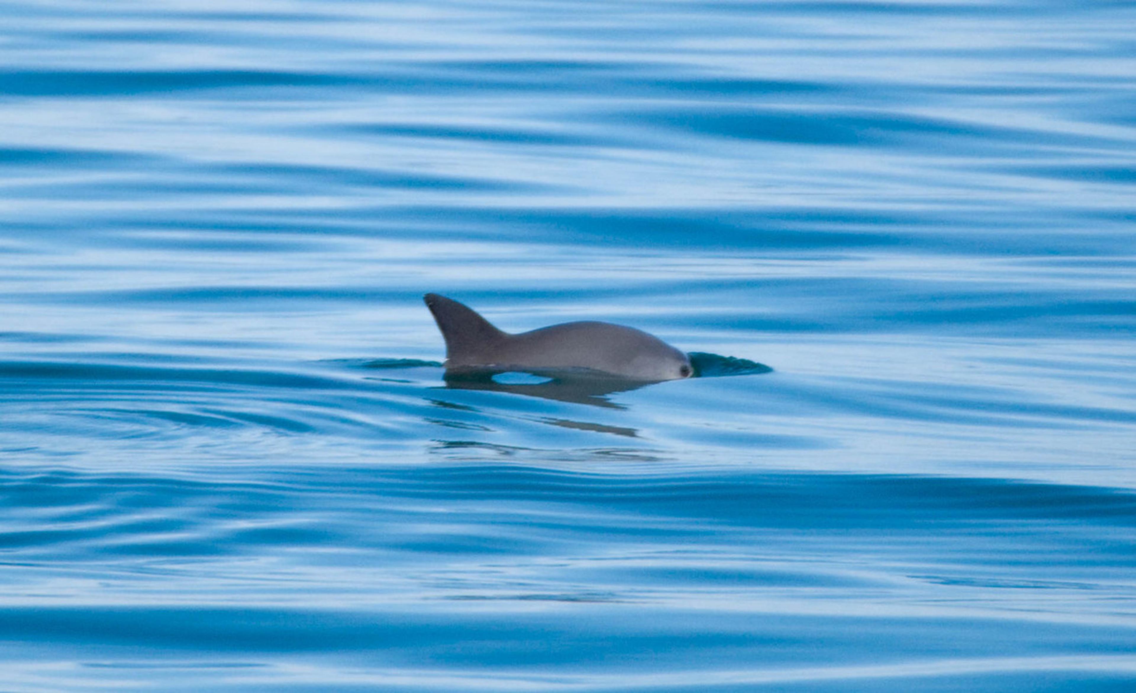 Vaquita zwemt