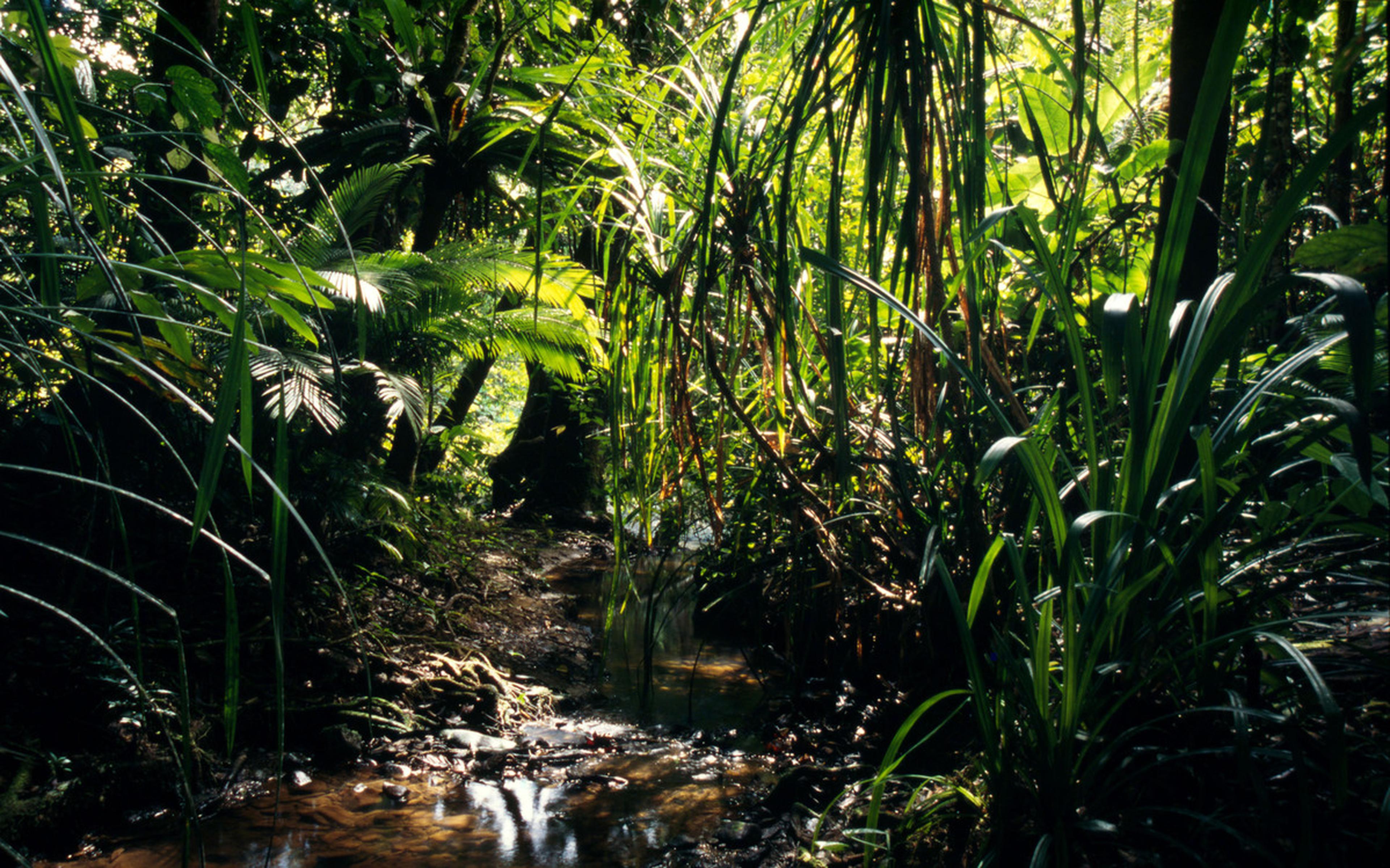 Waterstroompje loopt door bos in Indonesië