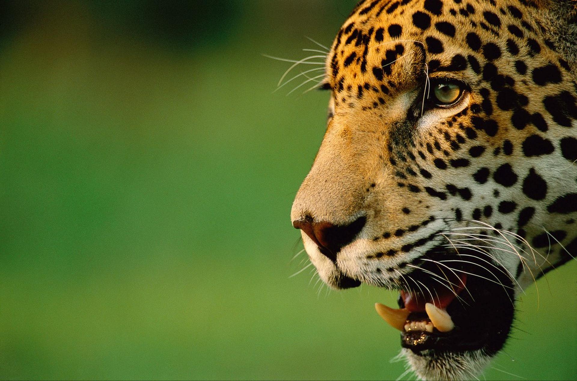 Zijaanzicht close-up jaguar