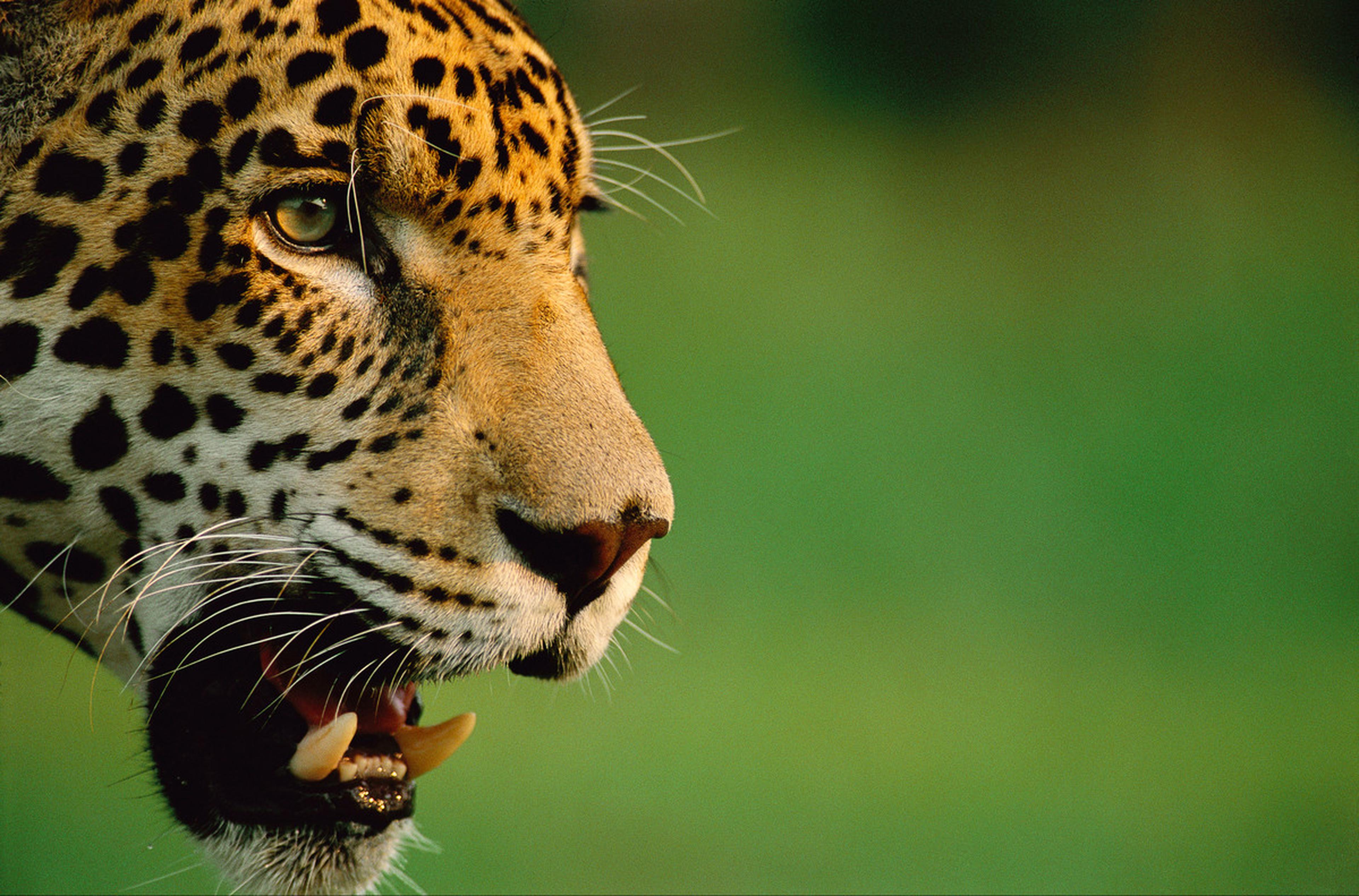 Close-up zijaanzicht jaguar