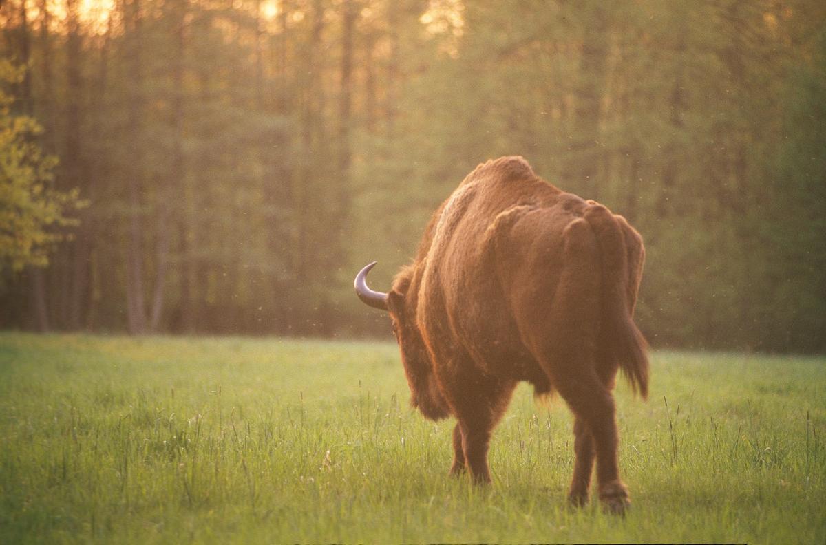 Europese bizon loopt  in het gras