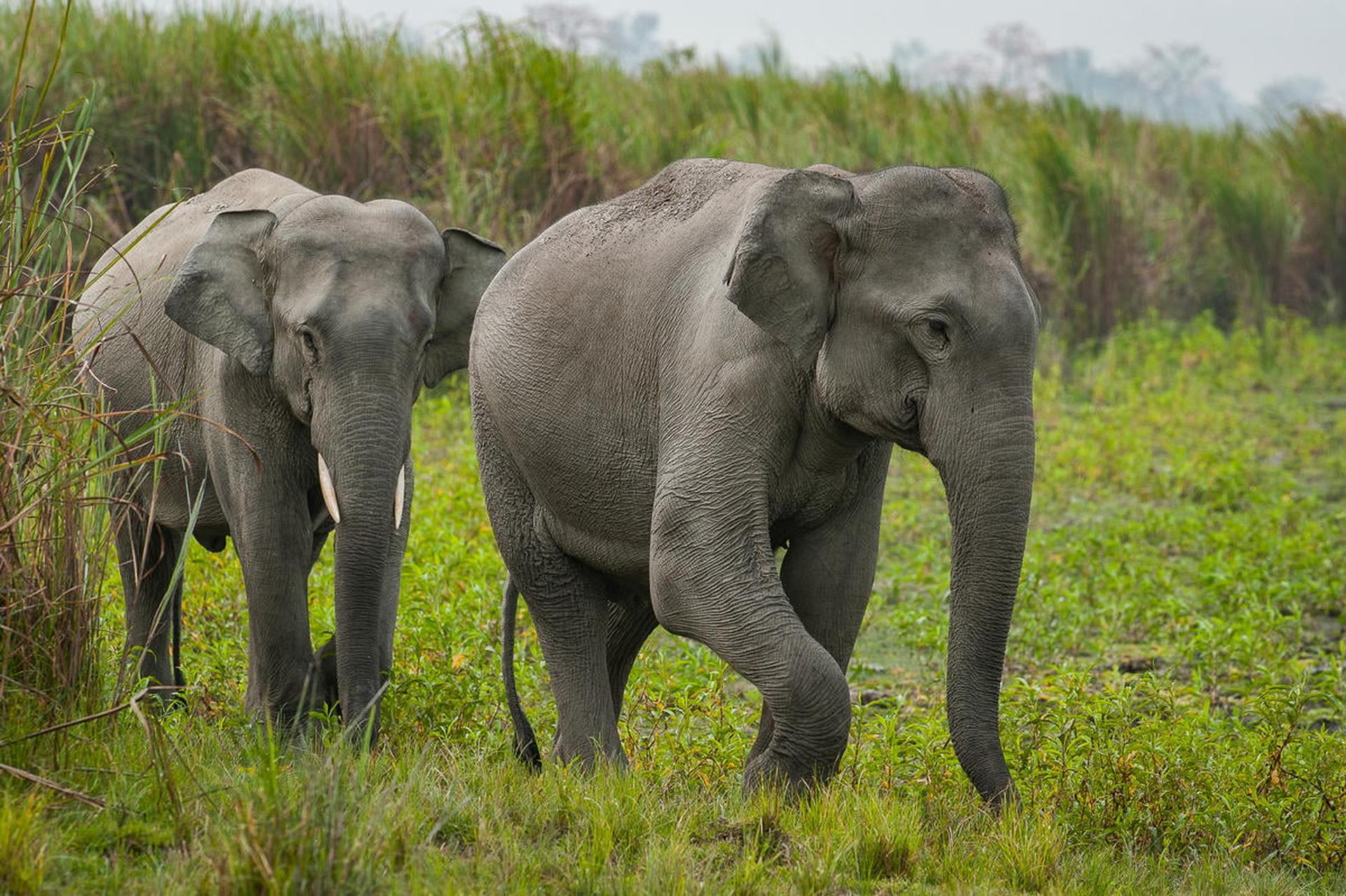Twee jonge Indische olifanten
