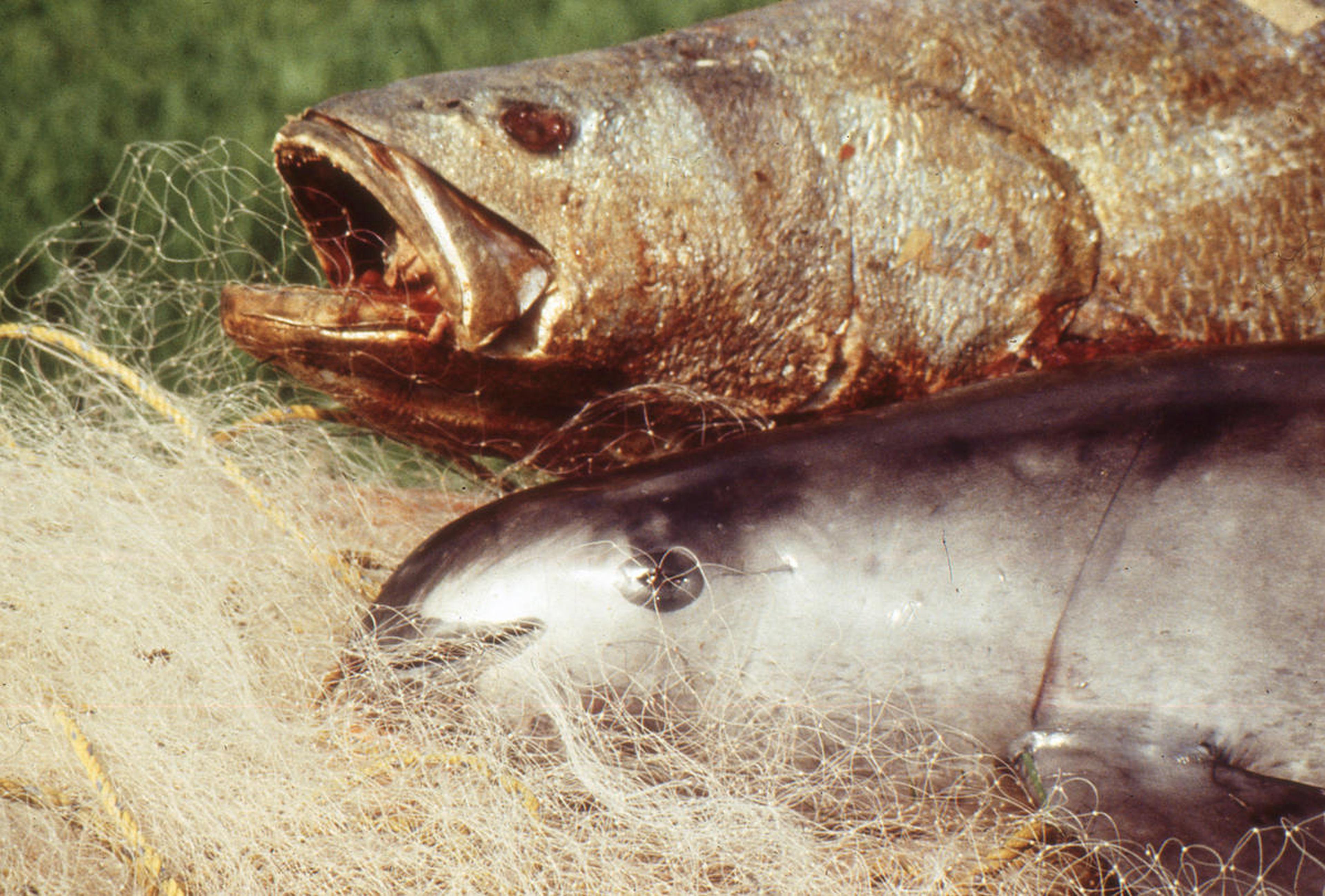 Vaquita en totoaba gevangen in net