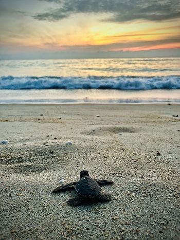 baby schildpad