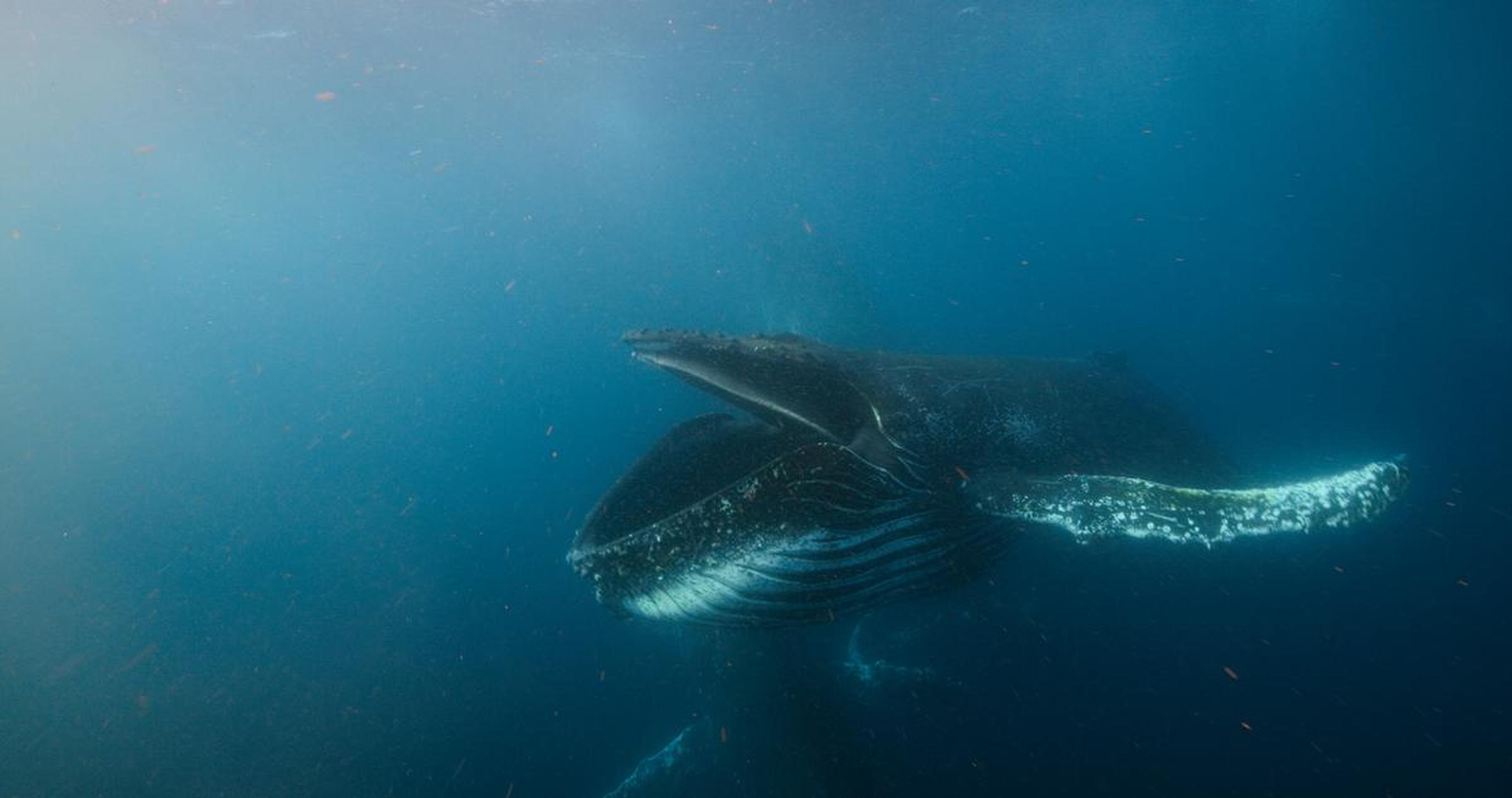 Een bultrug werkt water en plankton naar binnen voor de kust van Zuid-Afrika.