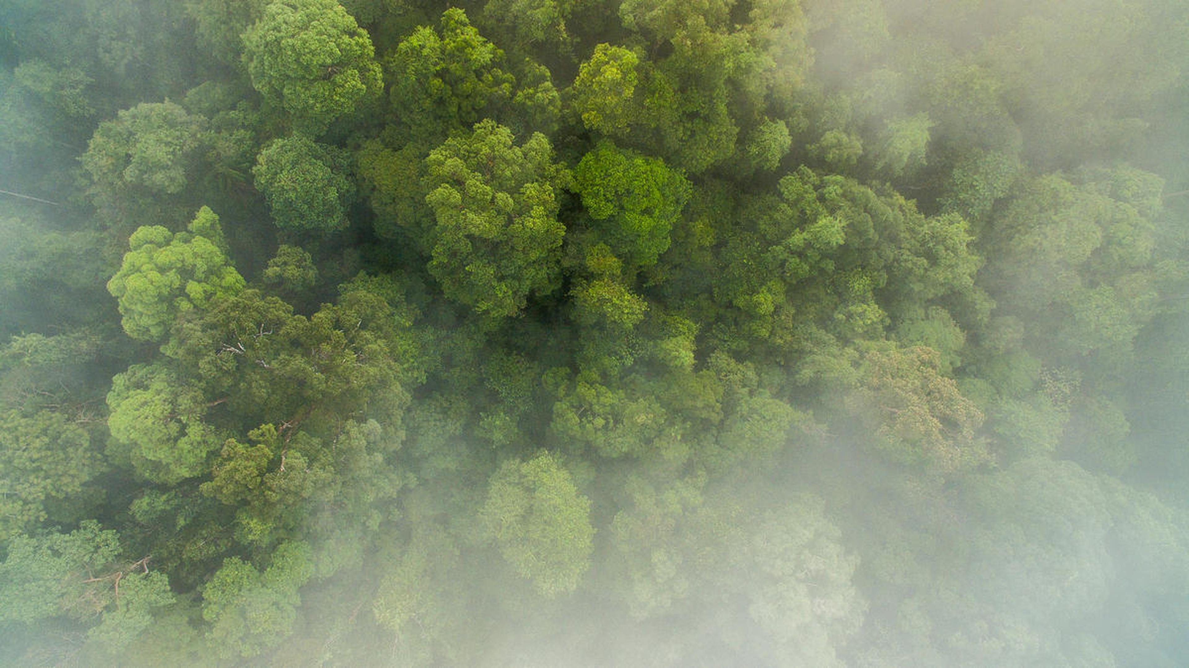 mist over oerwoud