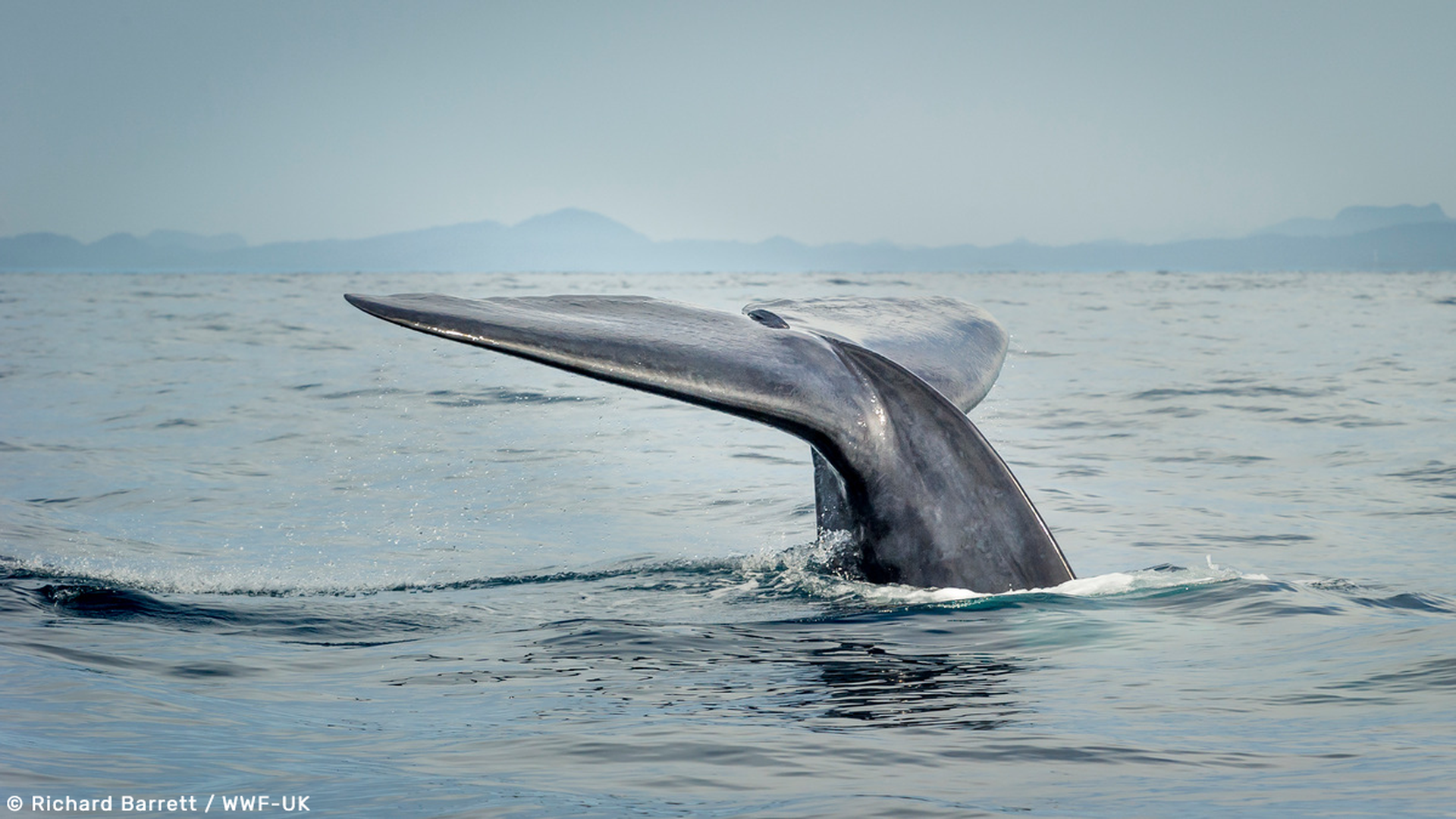 Walvis staart komt boven het water uit