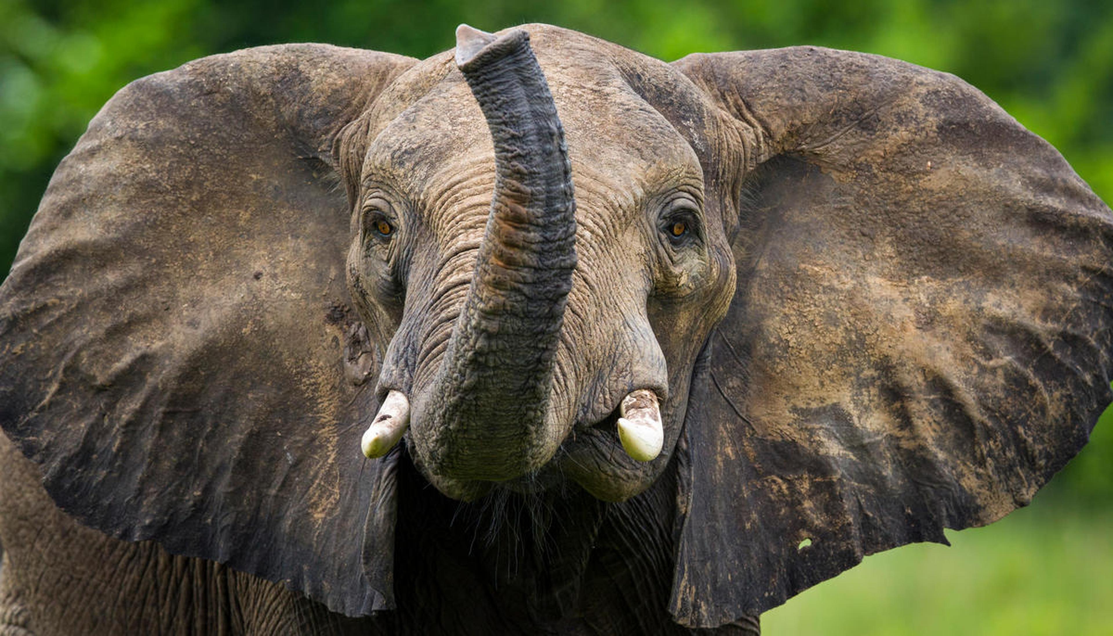 Afrikaanse olifant met opgeheven slurf