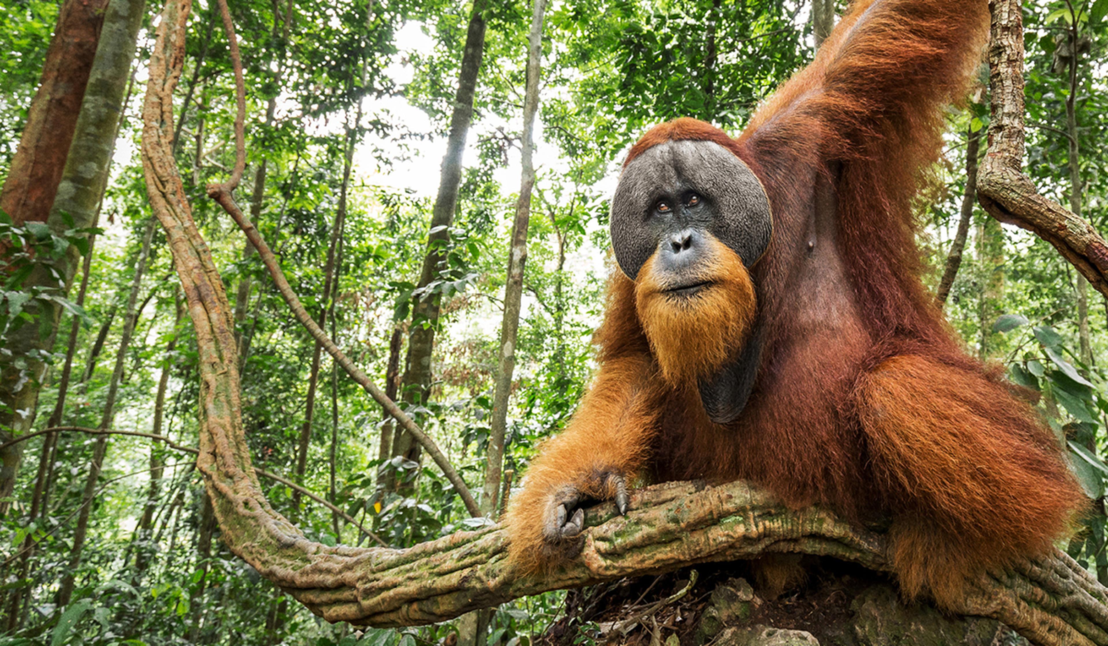 Hoop diep in de jungle