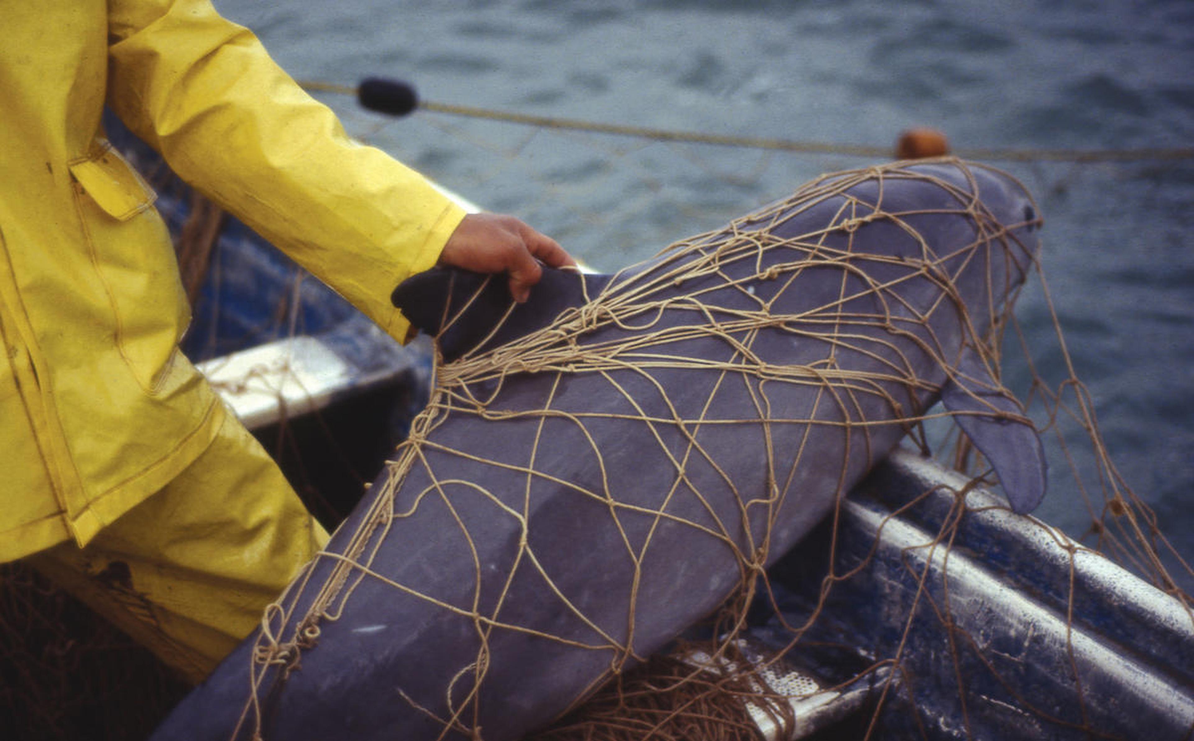 Vaquita in een net