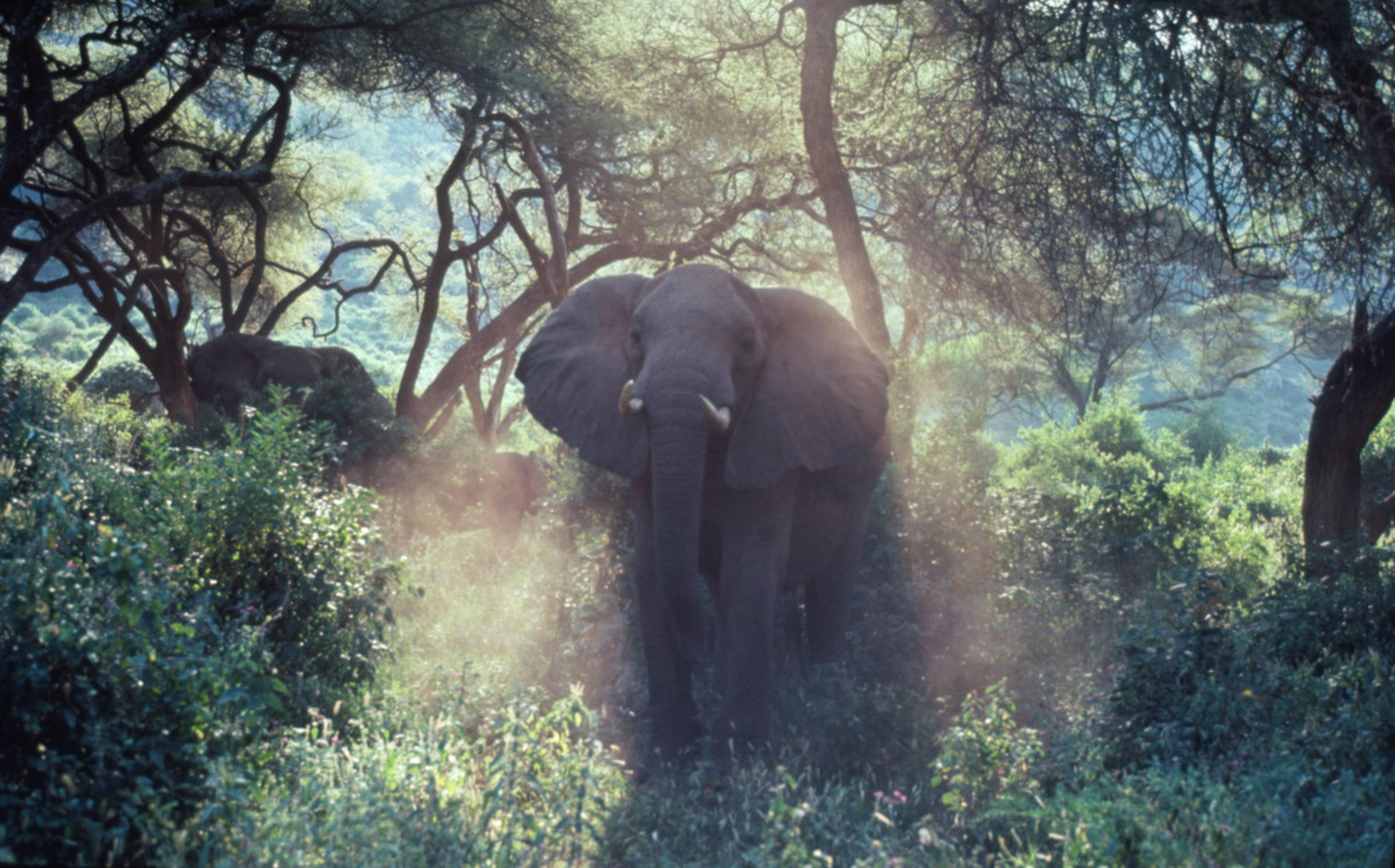 Savanneolifant tussen de bomen en zonnestralen