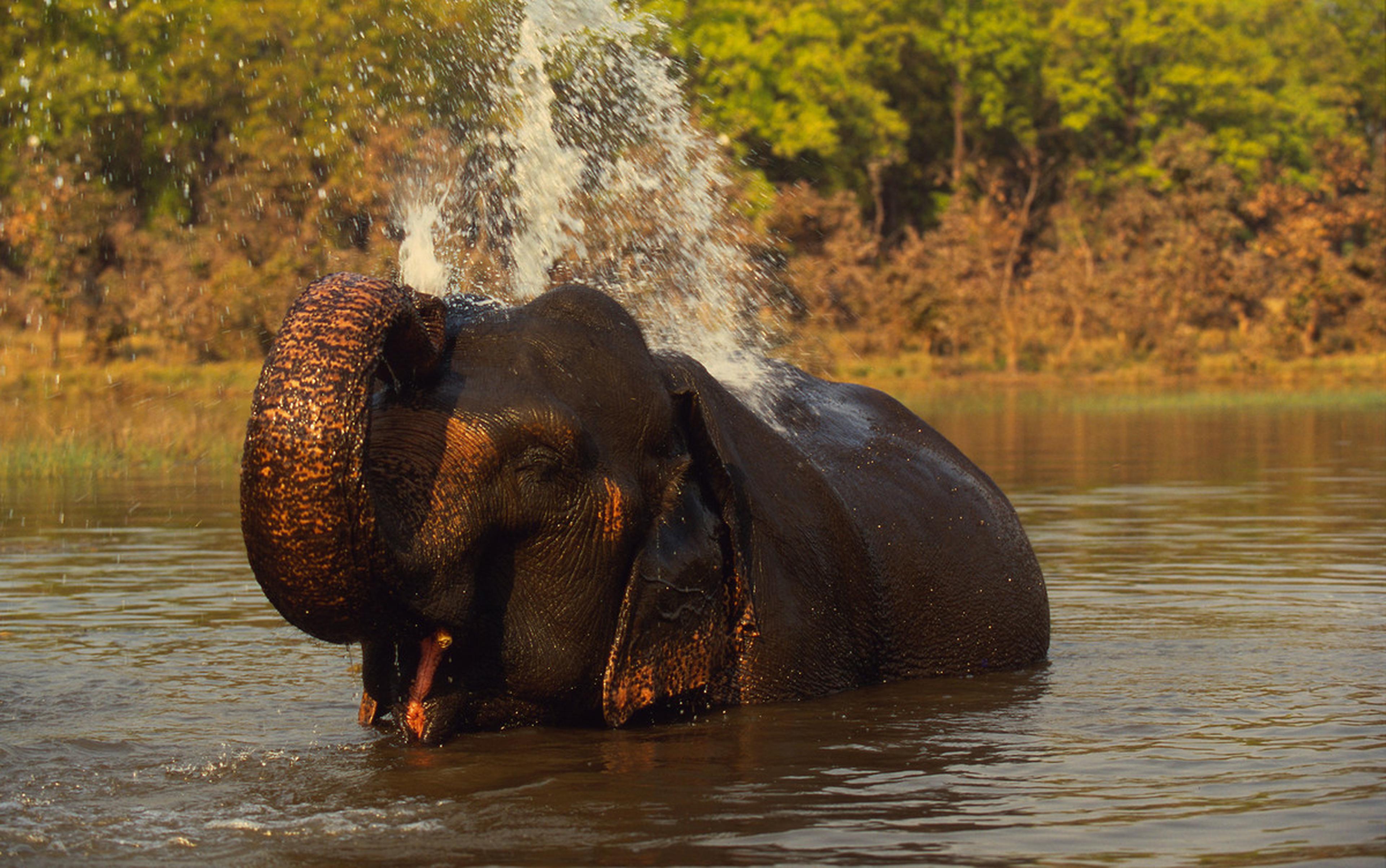 Indische olifant wast zichzelf