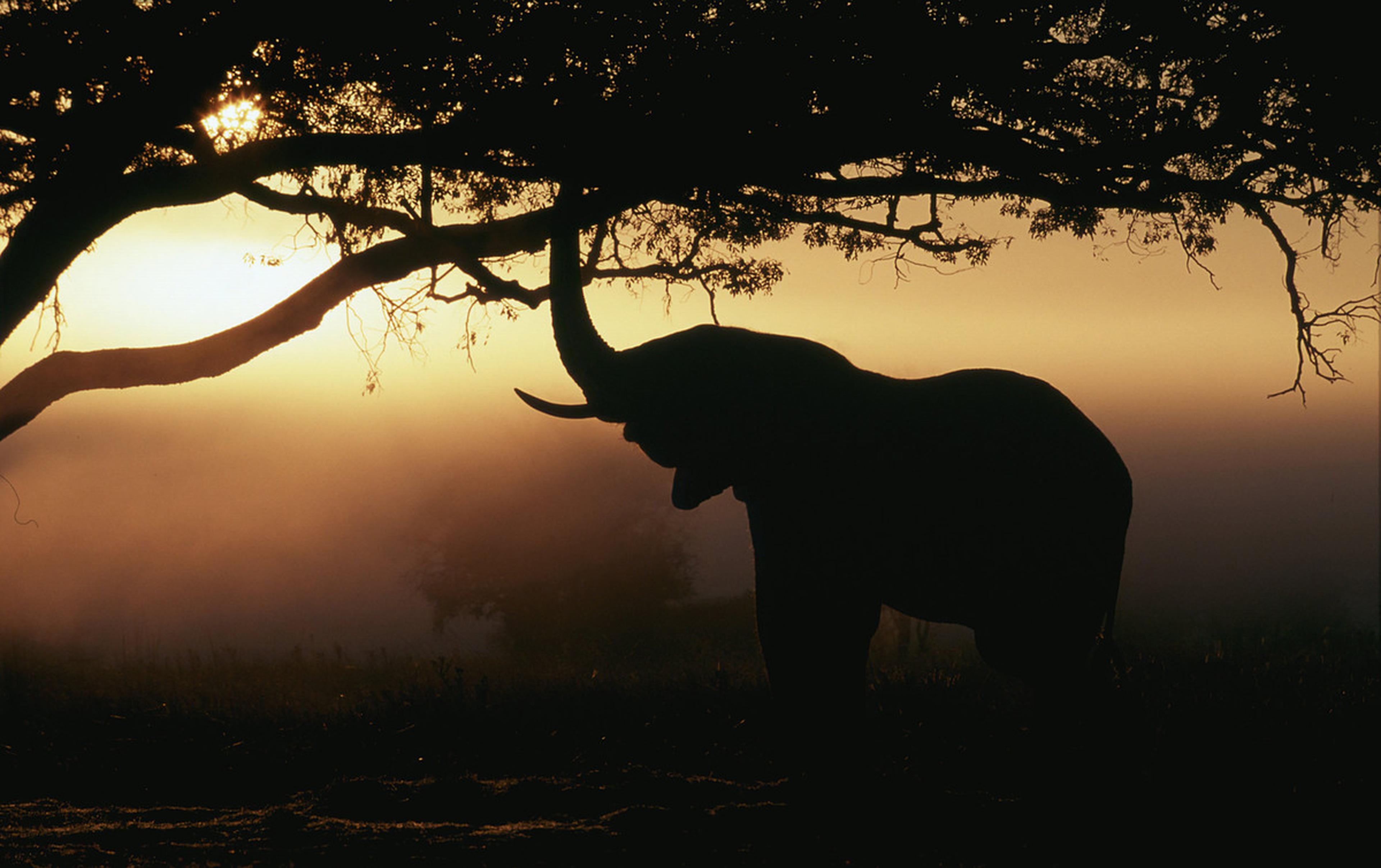 Afrikaanse olifant in silhouet tegen de zonsondergang Afrika