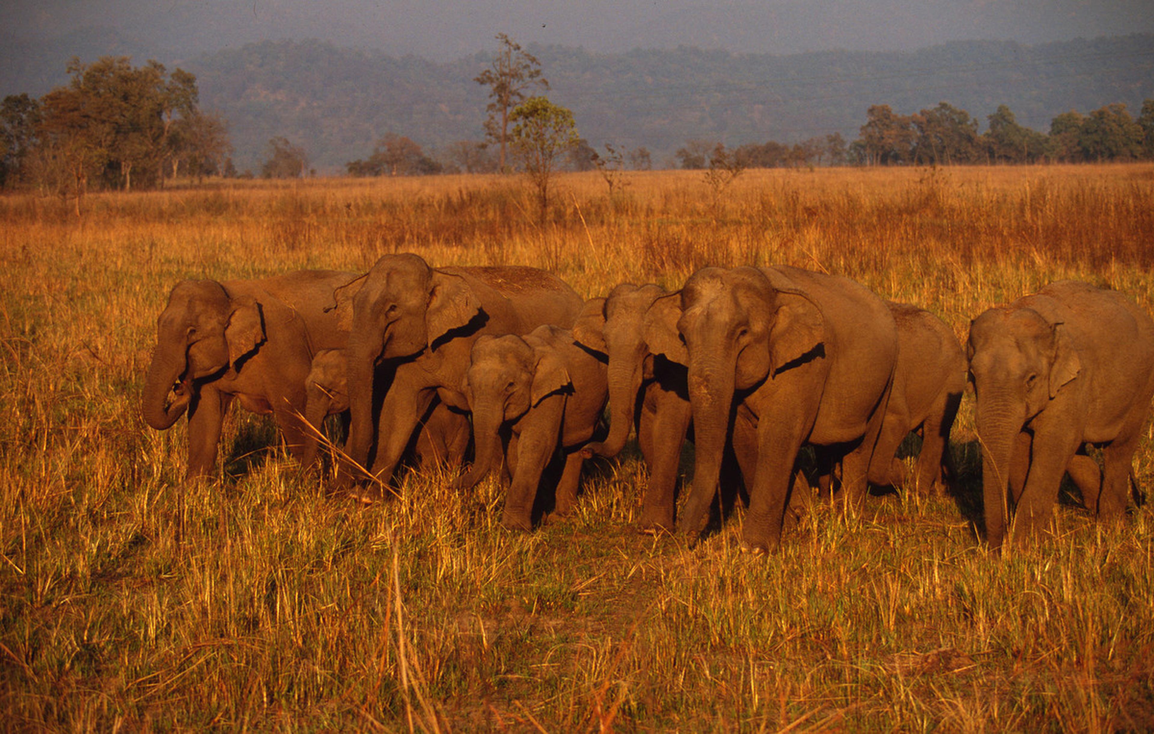 Wilde Indische olifanten