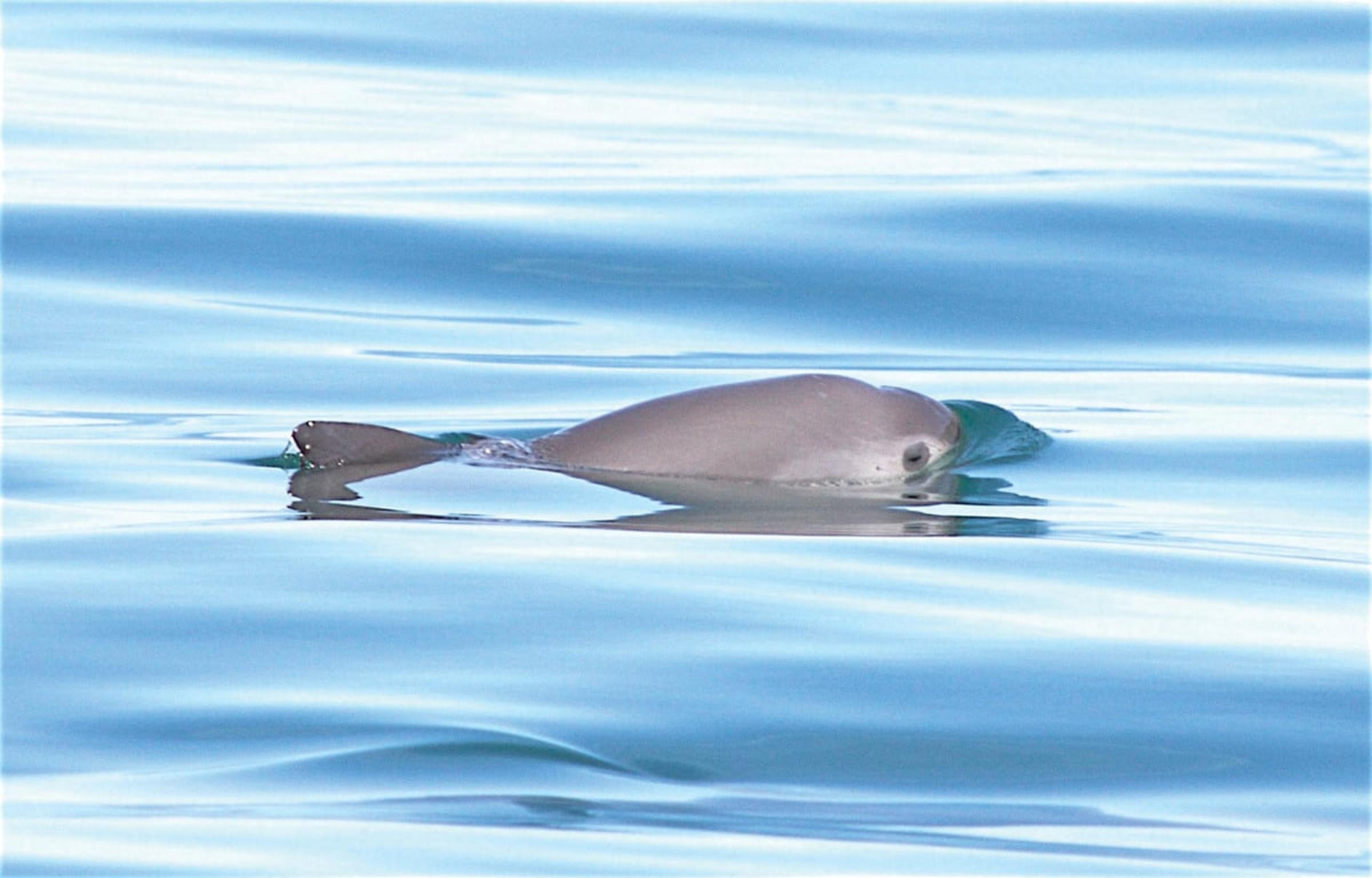 Vaquita met vin en kop boven water