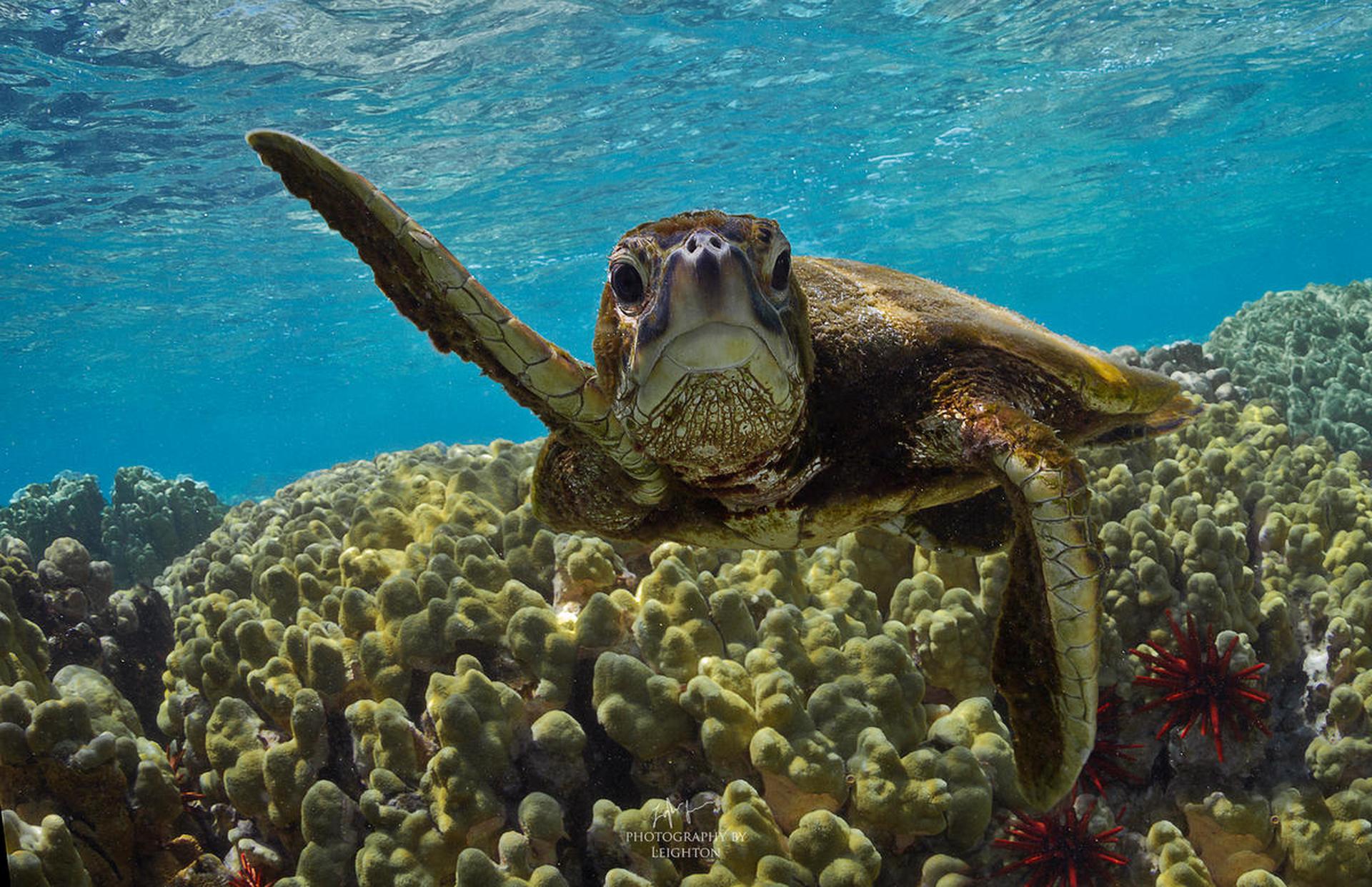 Groene zeeschildpad zwemt in de zee