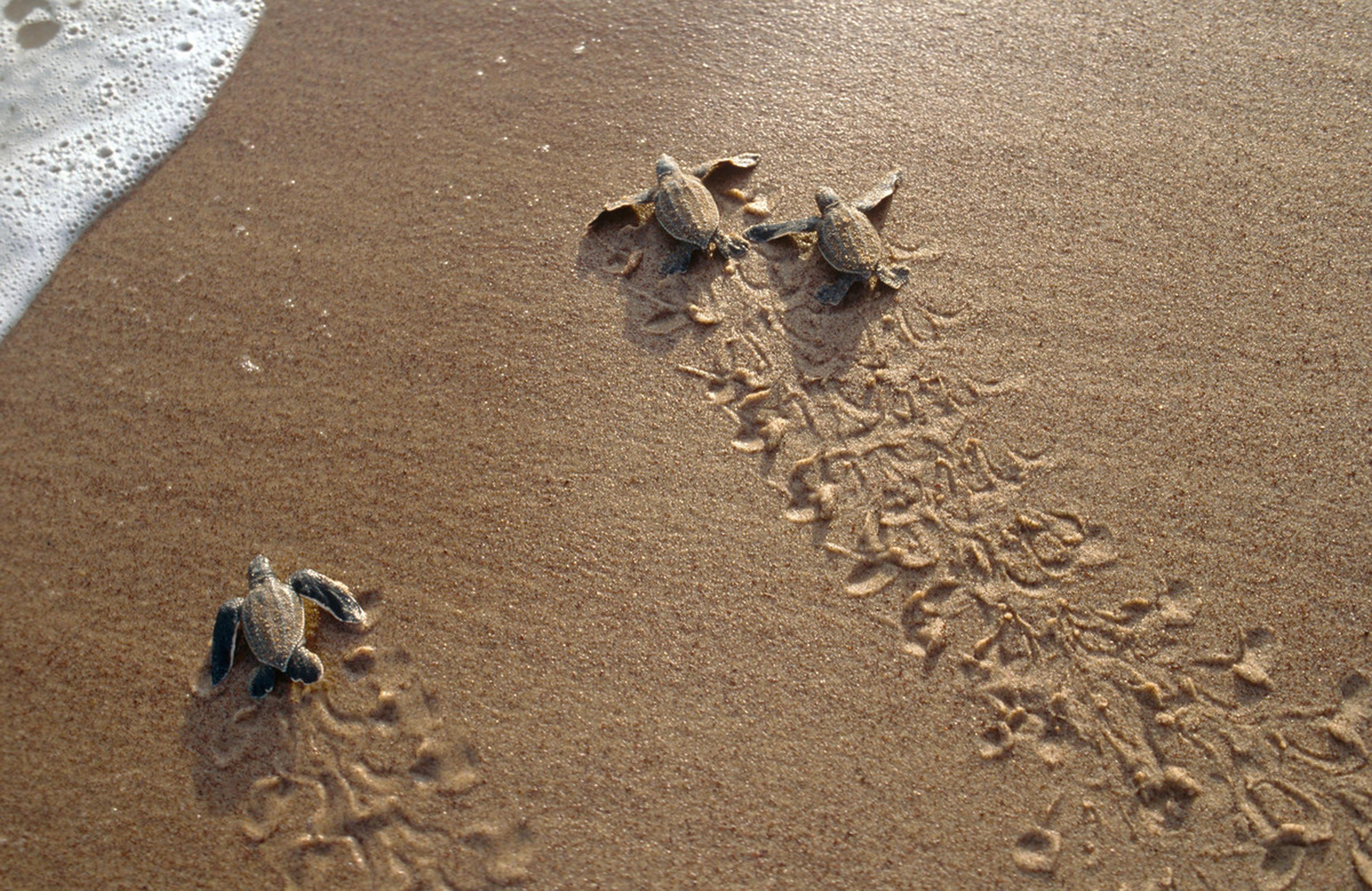 Baby schildpadden gaan naar de zee
