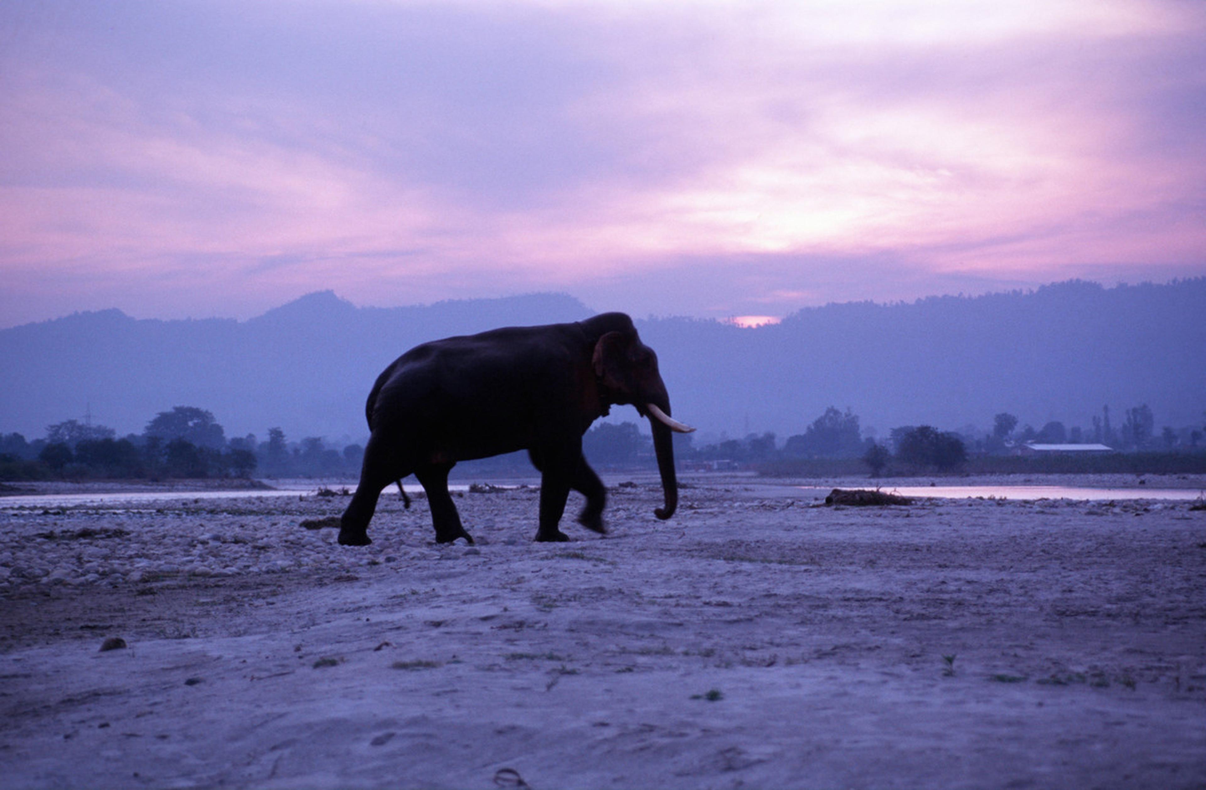 Indische olifant loopt bij zonsondergang