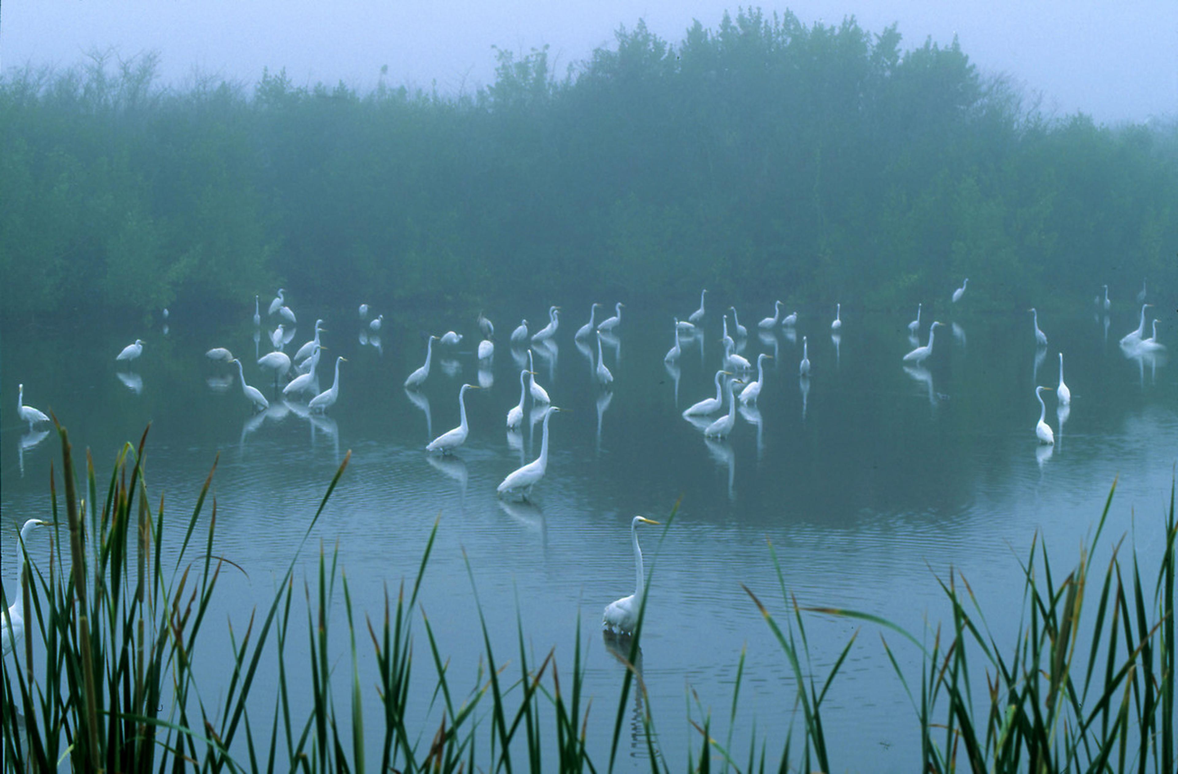 Grote zilverreigers in de Everglades