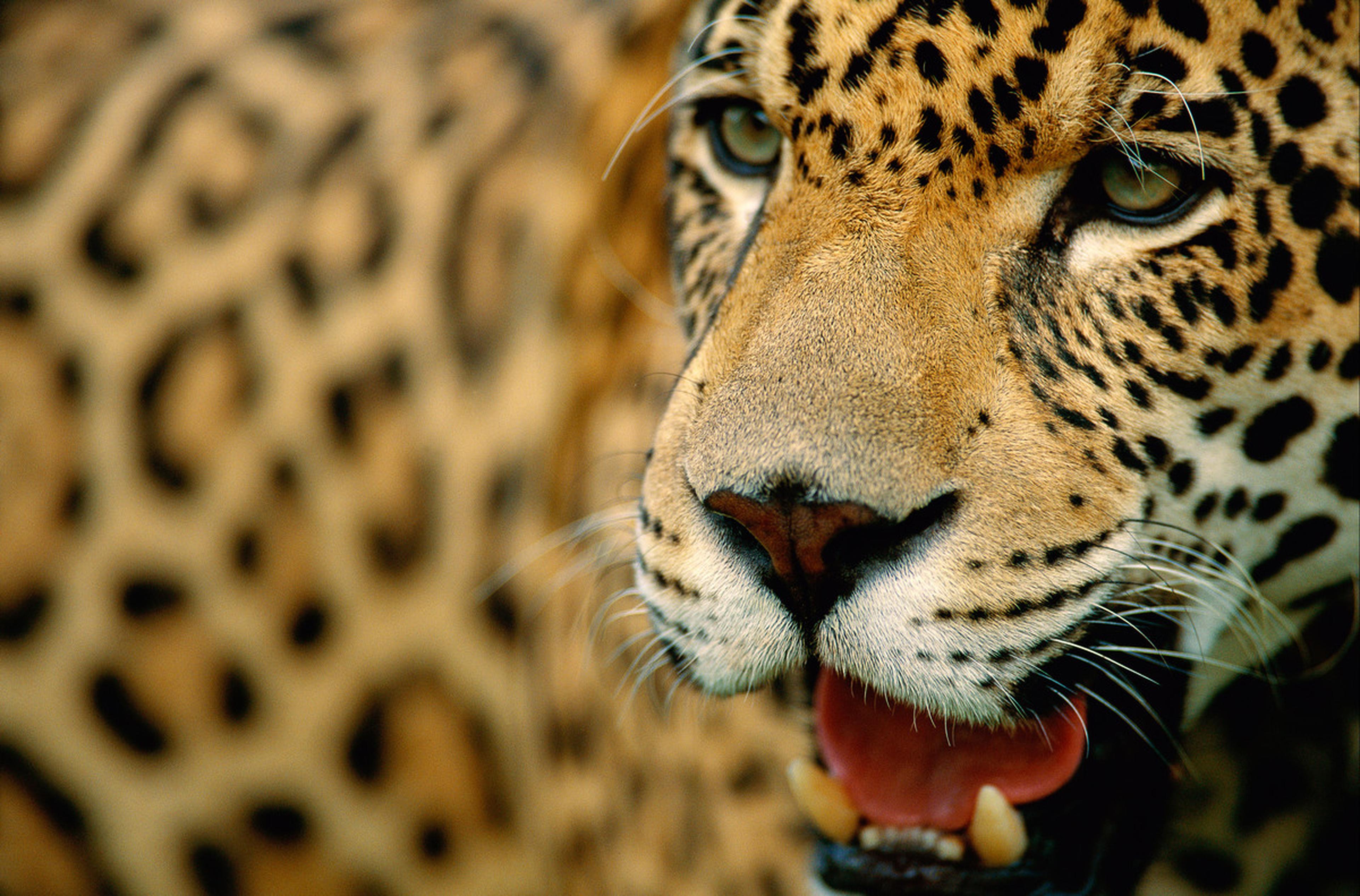 Jaguar close-up
