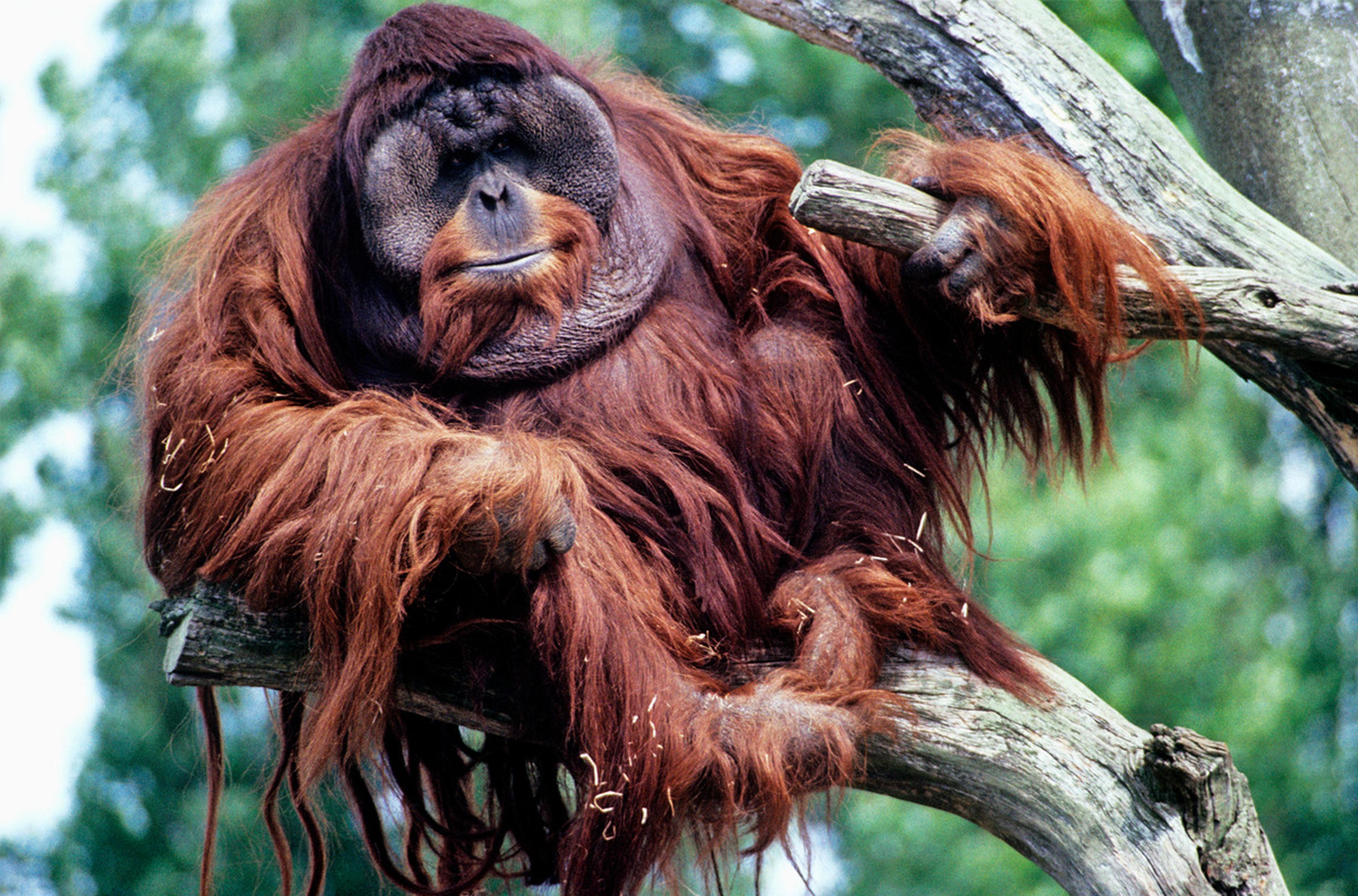Orang-oetan mannetje in boom