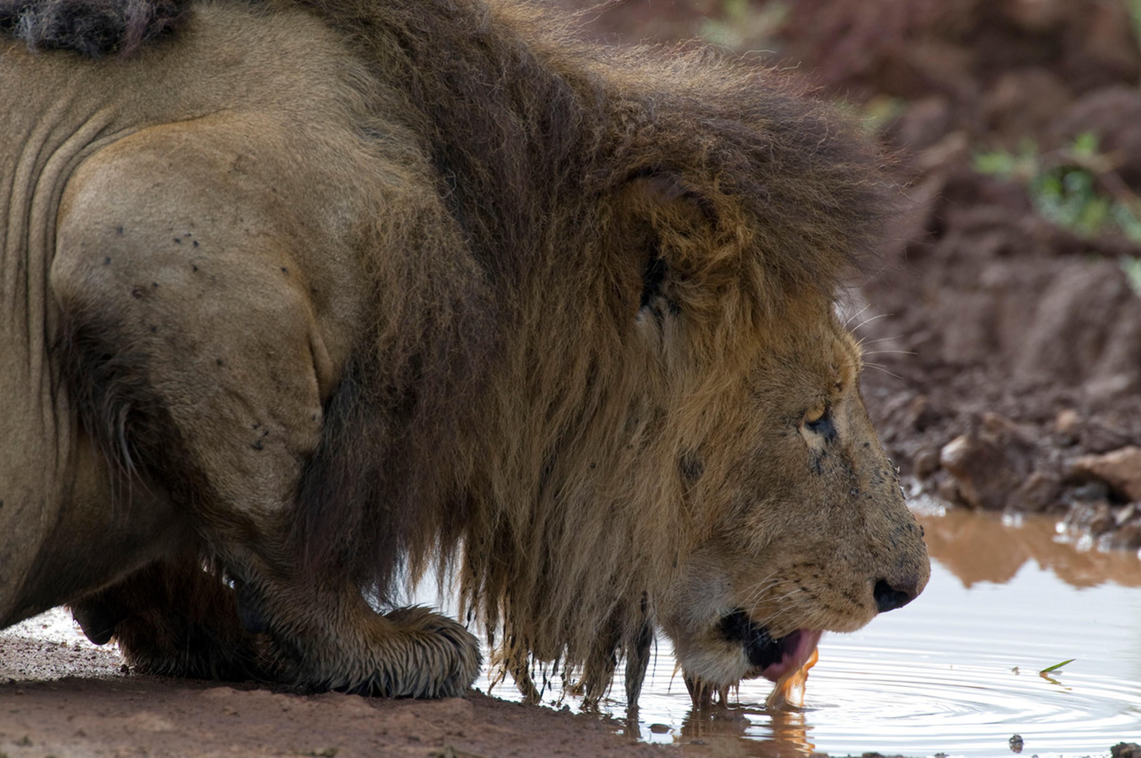 Mannetjes leeuw drinkt uit plas water, Tanzania