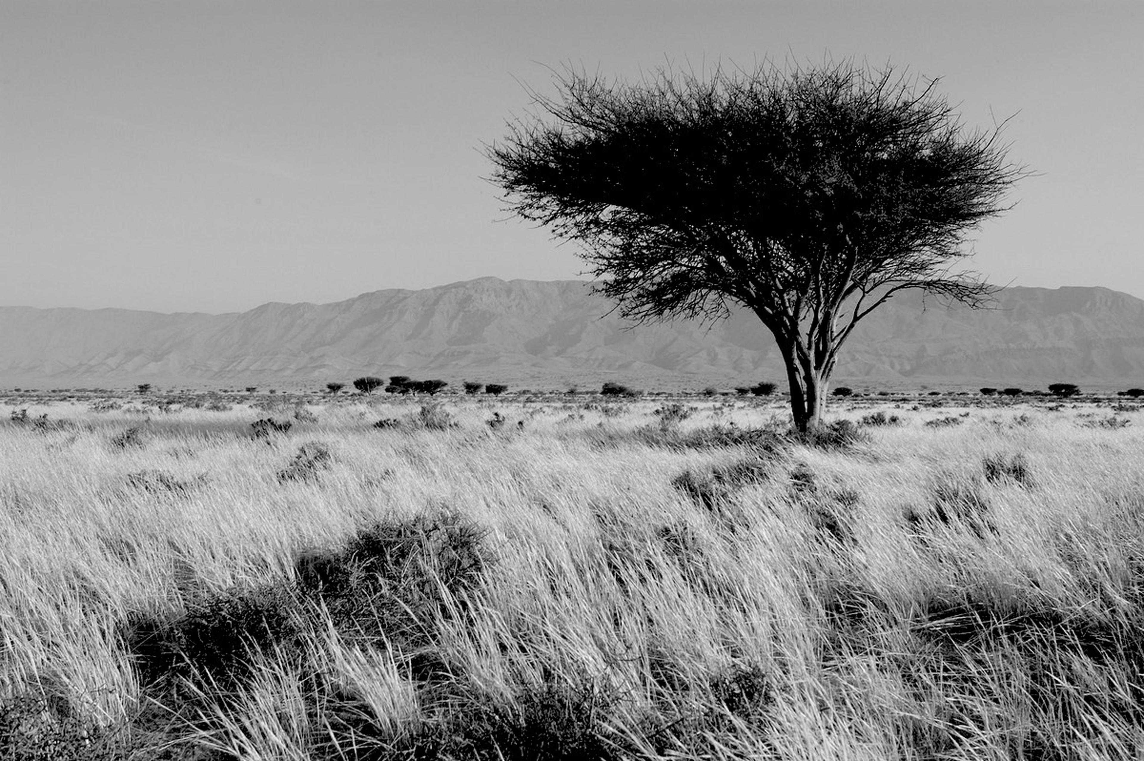 Het wonder van Afrika