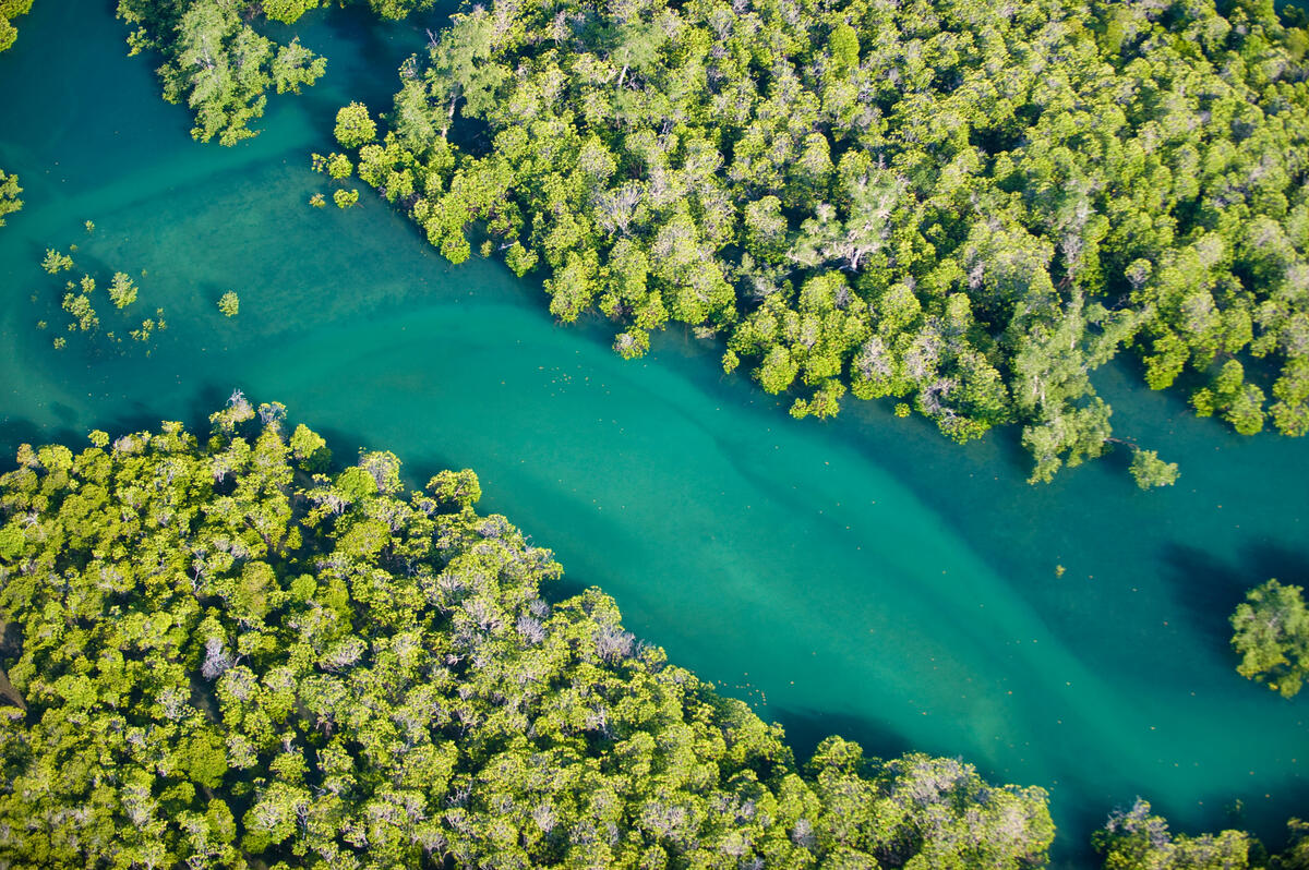 Mangrove Madagascar WW1138004
