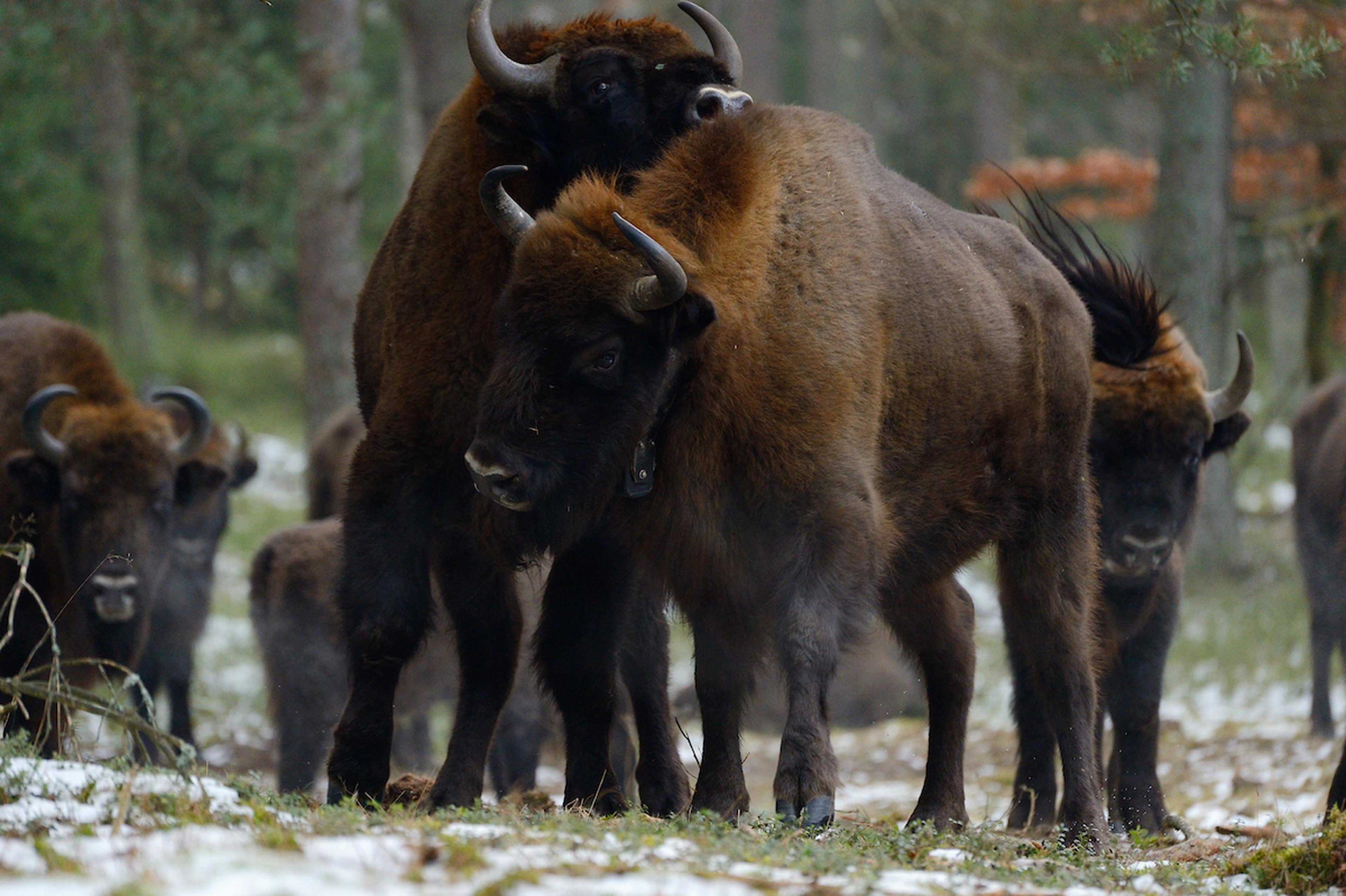 Twee Europese bisons