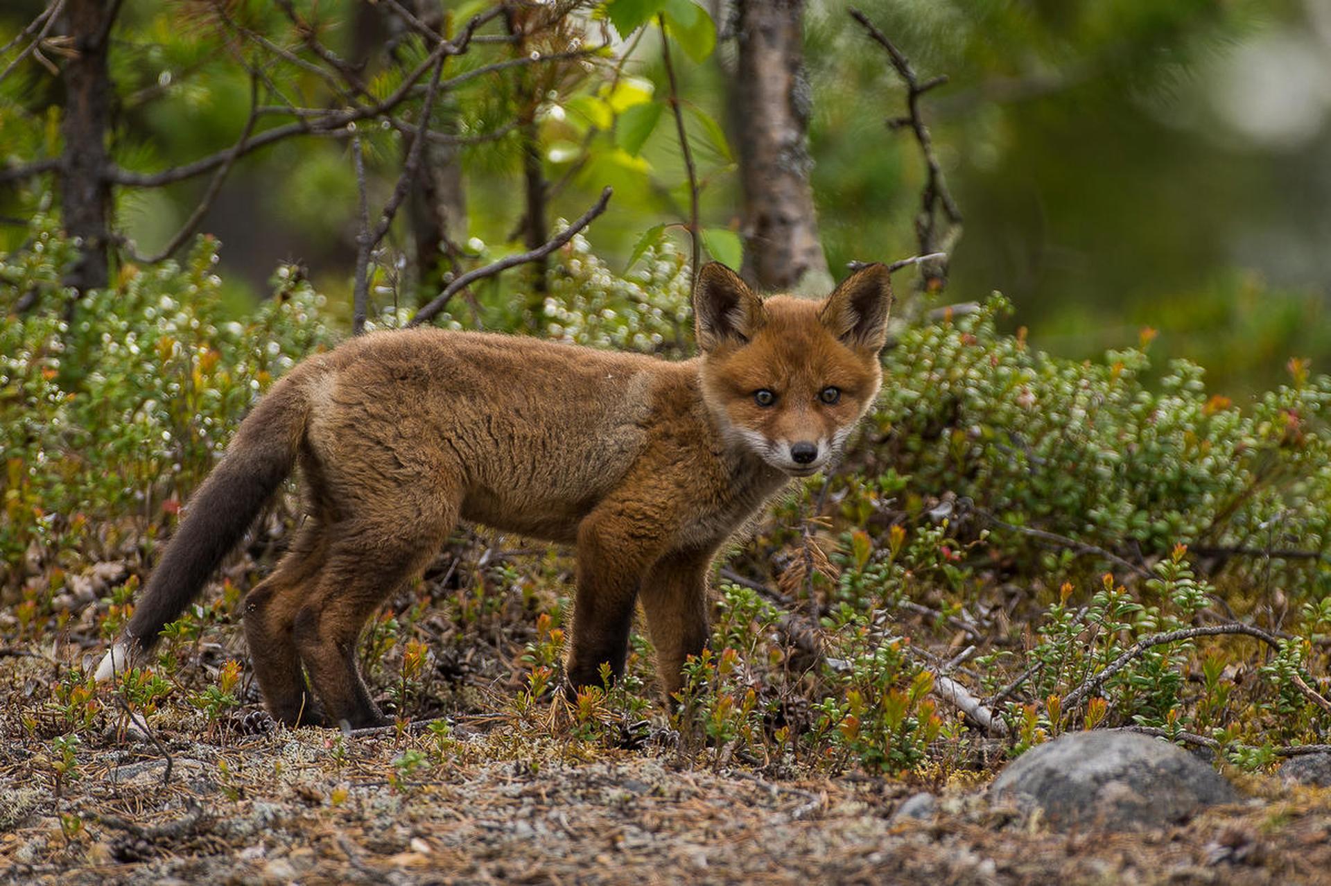 Jonge vos in het bos